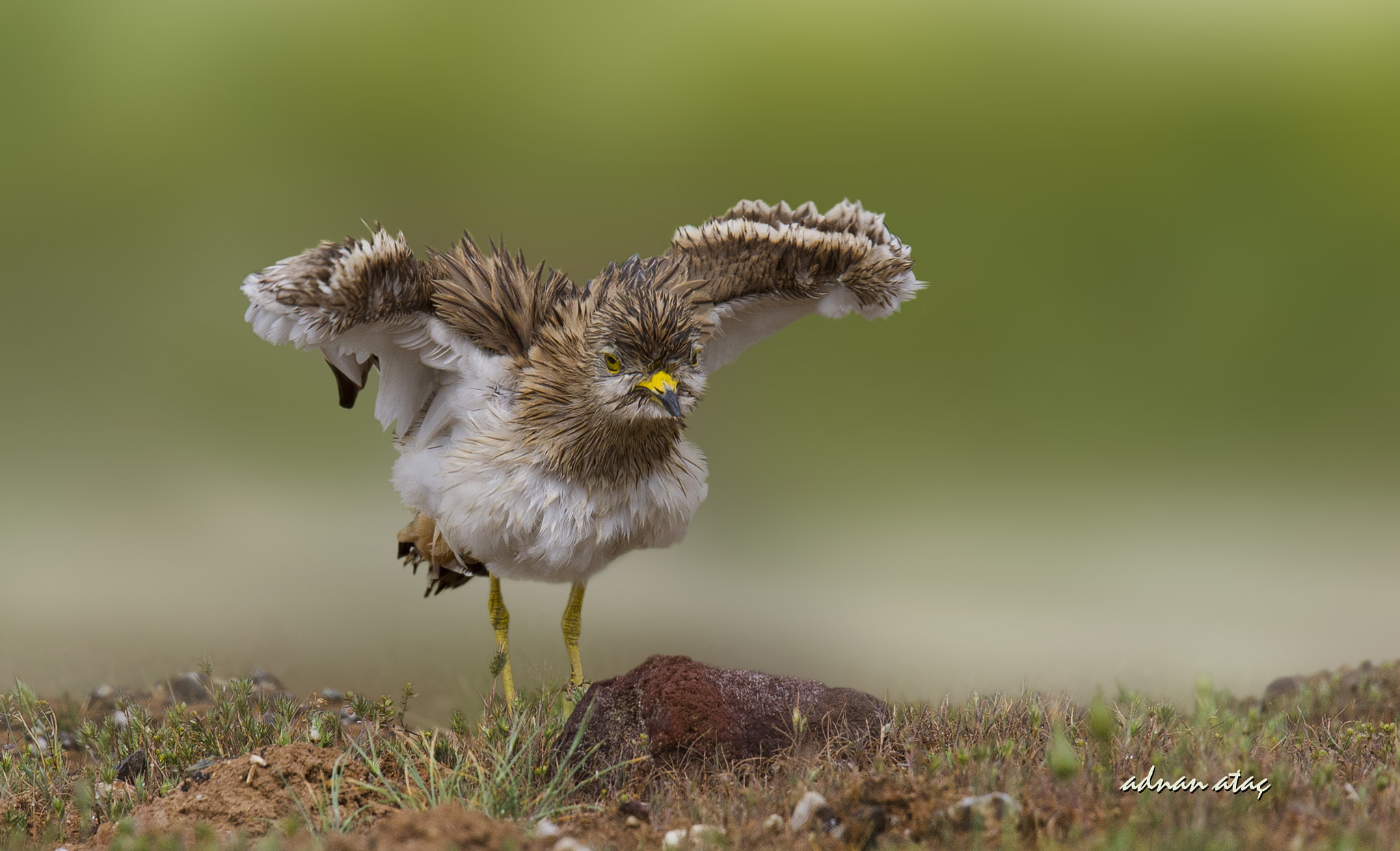 Sigma 150-600mm F5-6.3 DG OS HSM | S sample photo. Kocagöz - eurasian stone curlew - burhinus oedicnemus photography