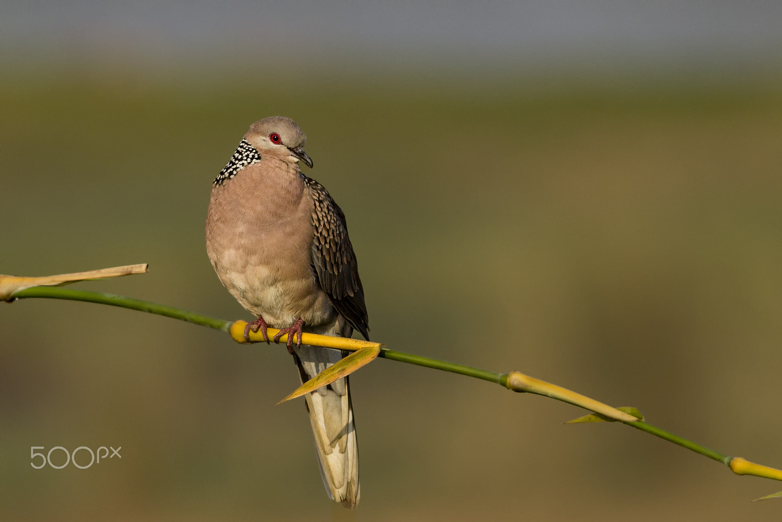 Canon EOS 60D + Canon EF 400mm F5.6L USM sample photo. Spotted dove photography