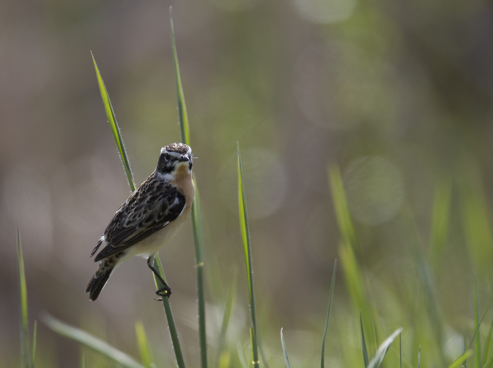 Canon EOS-1D X sample photo. Whinchat photography