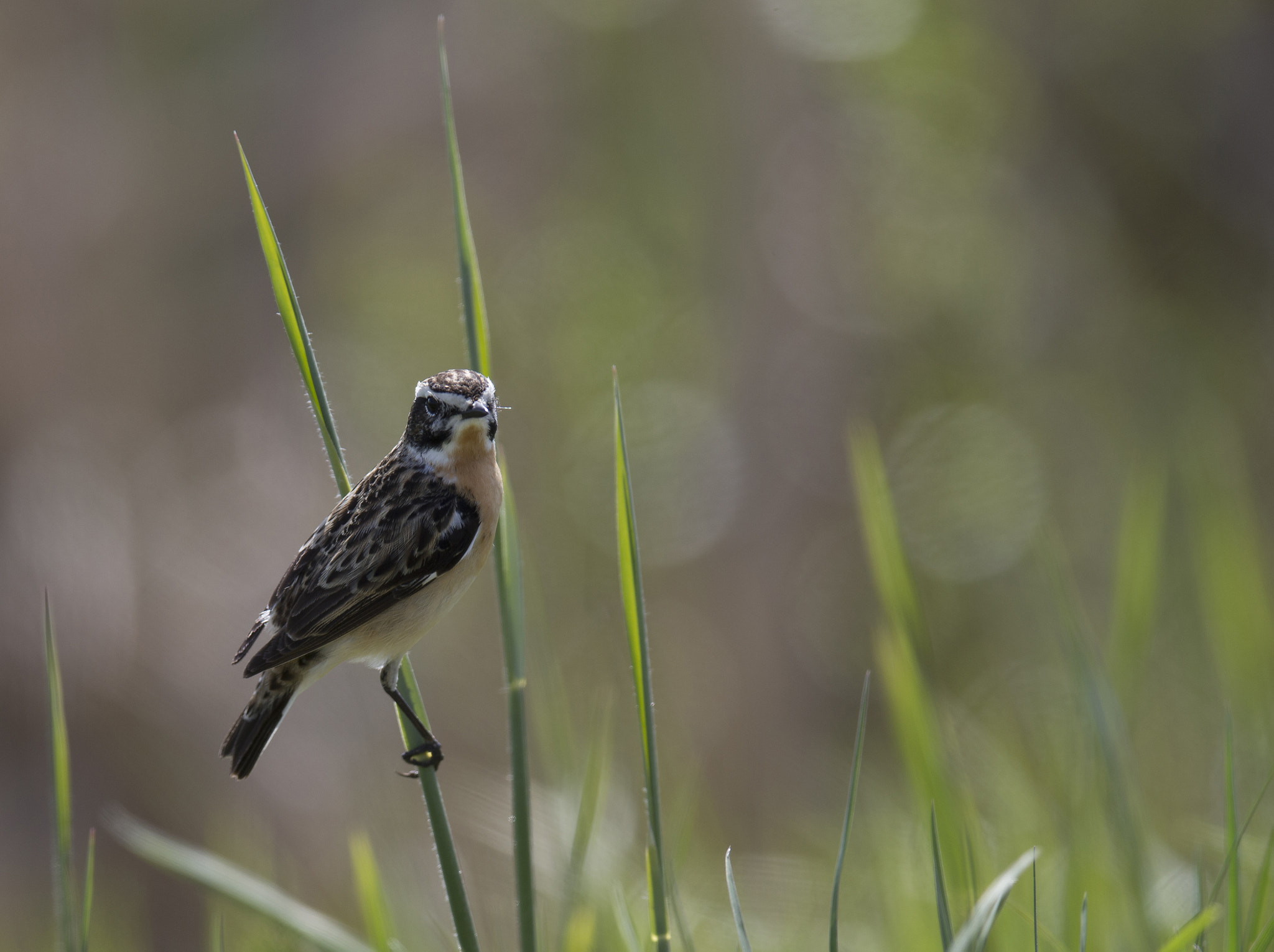 Canon EF 400mm F2.8L IS II USM sample photo. Whinchat photography