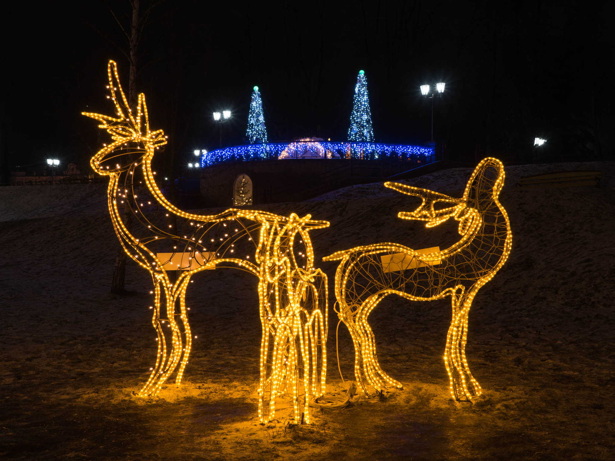 Panasonic Lumix DMC-GH4 + Olympus M.Zuiko Digital ED 12-40mm F2.8 Pro sample photo. Reindeers into grodno park photography