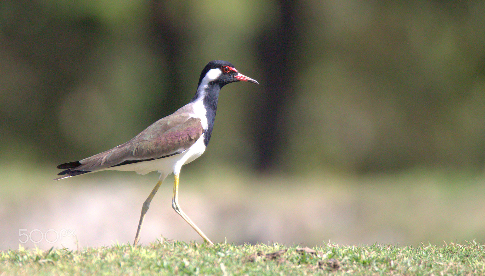 Canon EOS 700D (EOS Rebel T5i / EOS Kiss X7i) + Tamron SP 150-600mm F5-6.3 Di VC USD sample photo. Walking lapwing photography