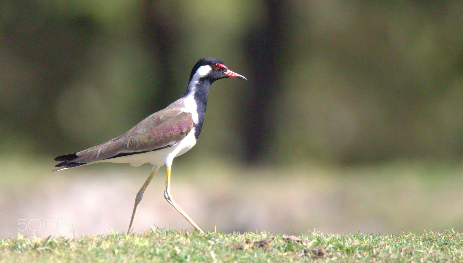 Tamron SP 150-600mm F5-6.3 Di VC USD sample photo. Walking lapwing photography