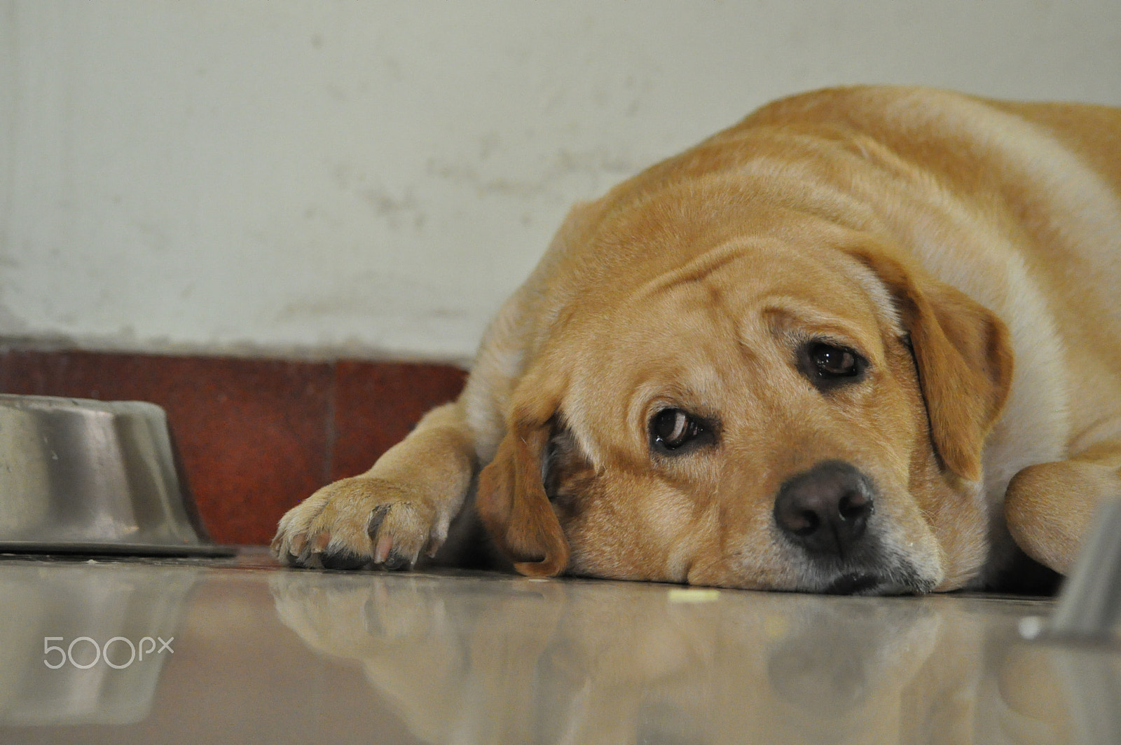 Sigma 70-300mm F4-5.6 APO DG Macro sample photo. Dogs are love ! photography