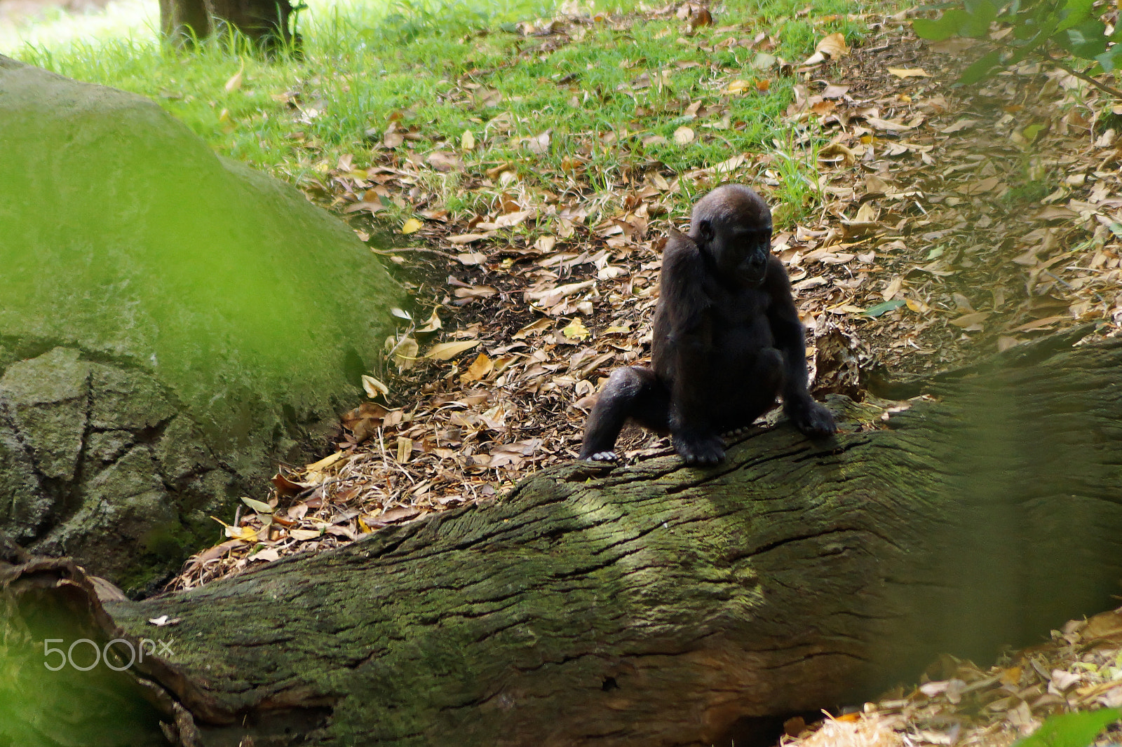Sony DT 55-200mm F4-5.6 SAM sample photo. Baby gorilla photography