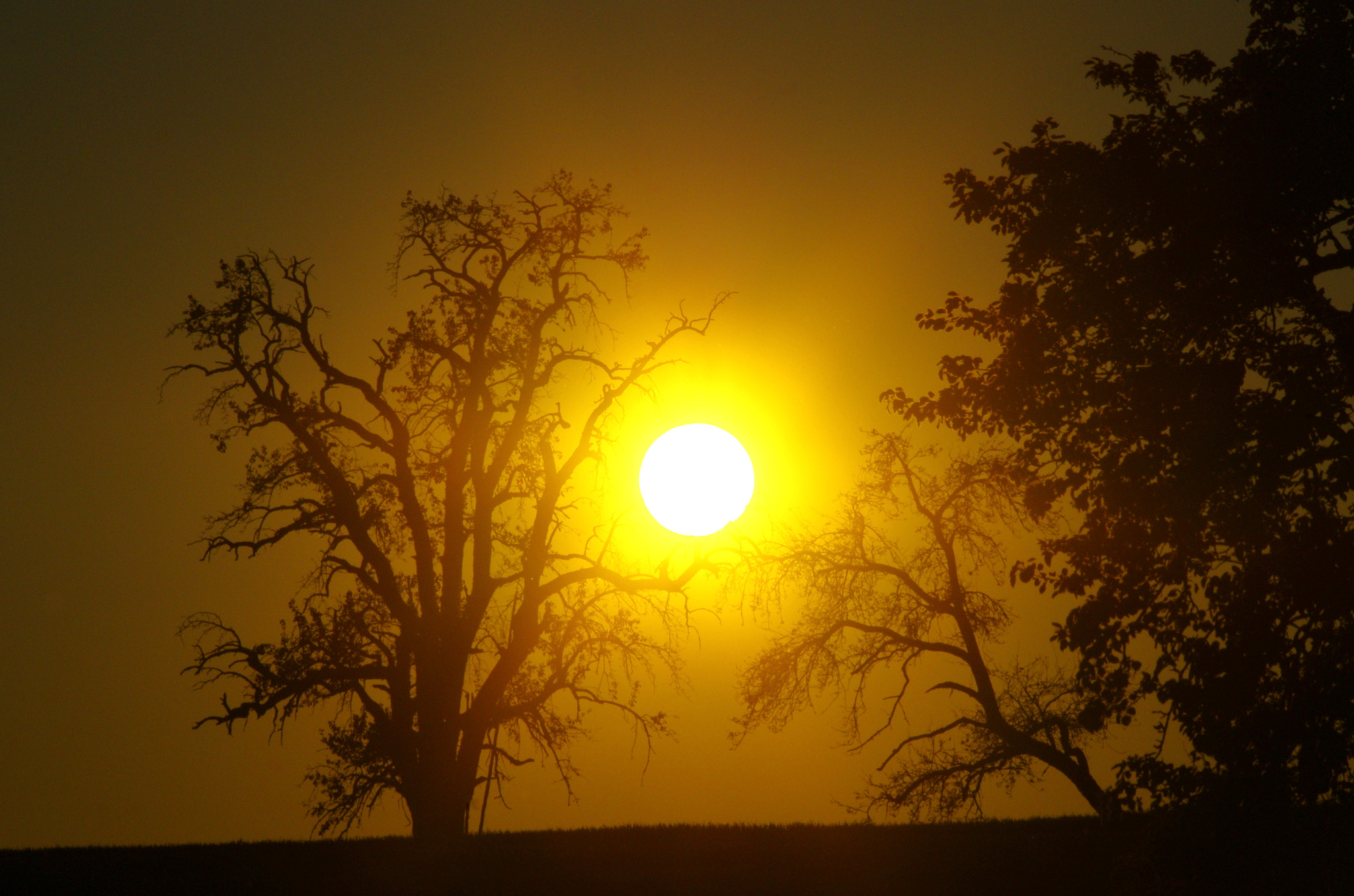 smc PENTAX-DA L 55-300mm F4-5.8 ED sample photo. Old gnarled trees as sun catchers photography