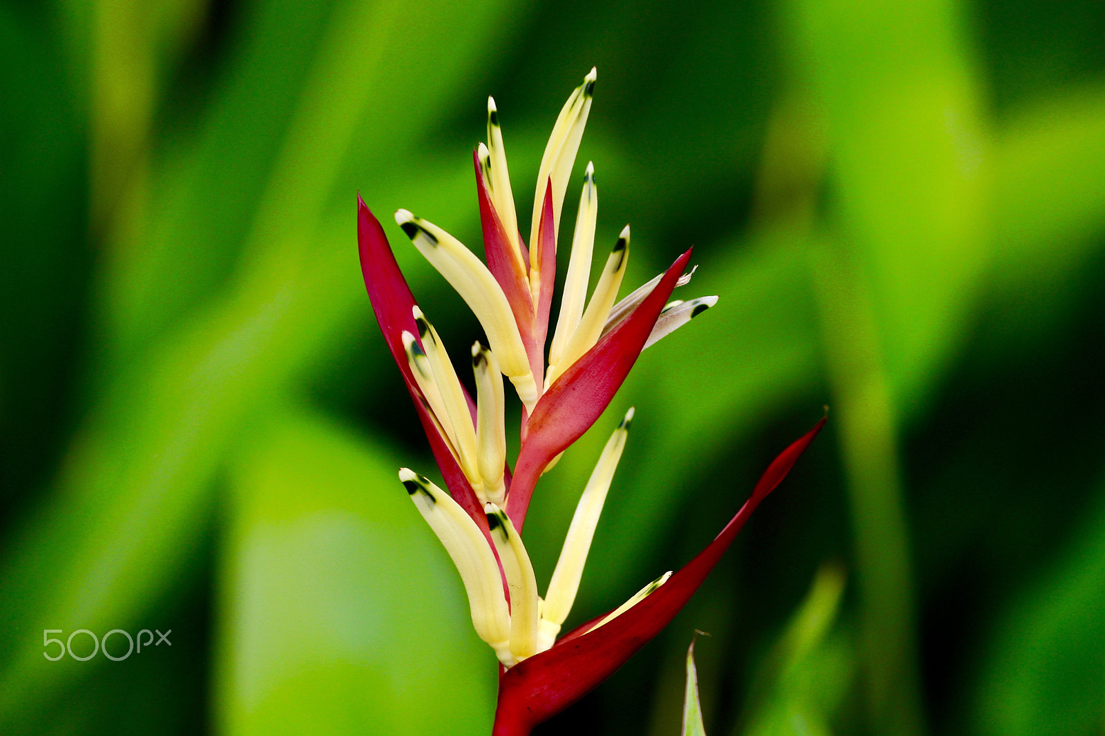 Canon EOS 700D (EOS Rebel T5i / EOS Kiss X7i) sample photo. Red and yellow flower in the mekong delta, vietnam photography