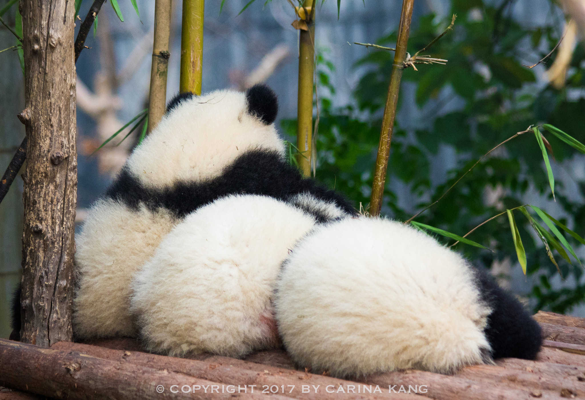 Canon EF 70-300mm F4-5.6 IS USM sample photo. I'm the sleepless one ... photography