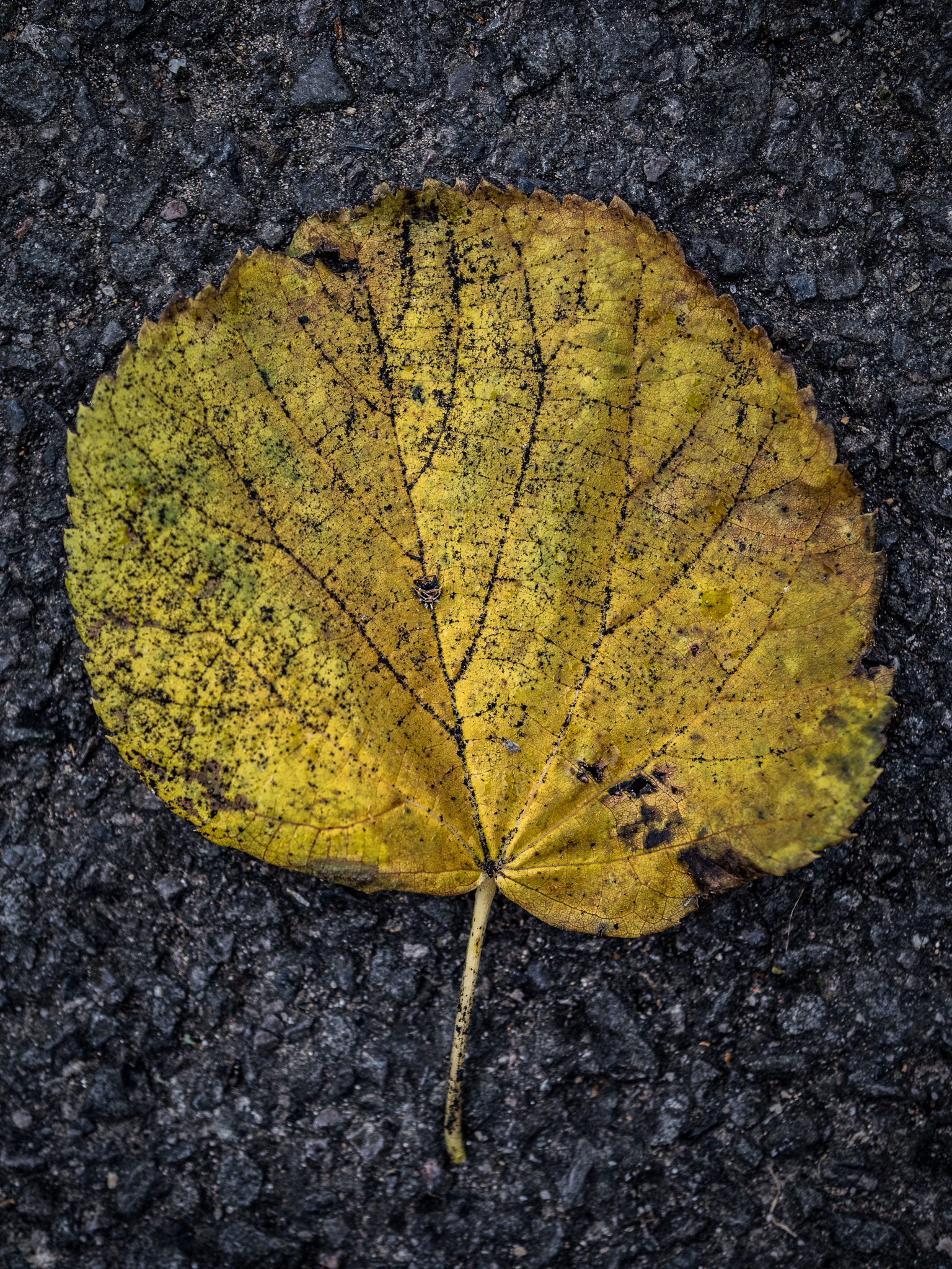 Panasonic Lumix G Macro 30mm F2.8 ASPH Mega OIS sample photo. 2016-10-12 - iesw2016 - general - raw 002 photography