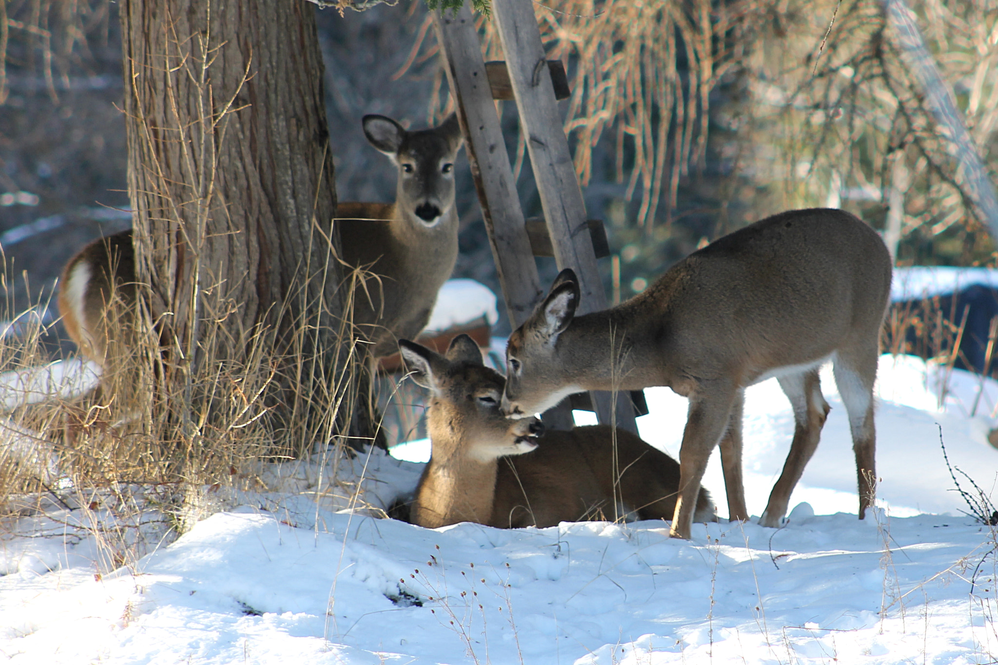 Canon EF 75-300mm f/4-5.6 USM sample photo. Deer trio photography