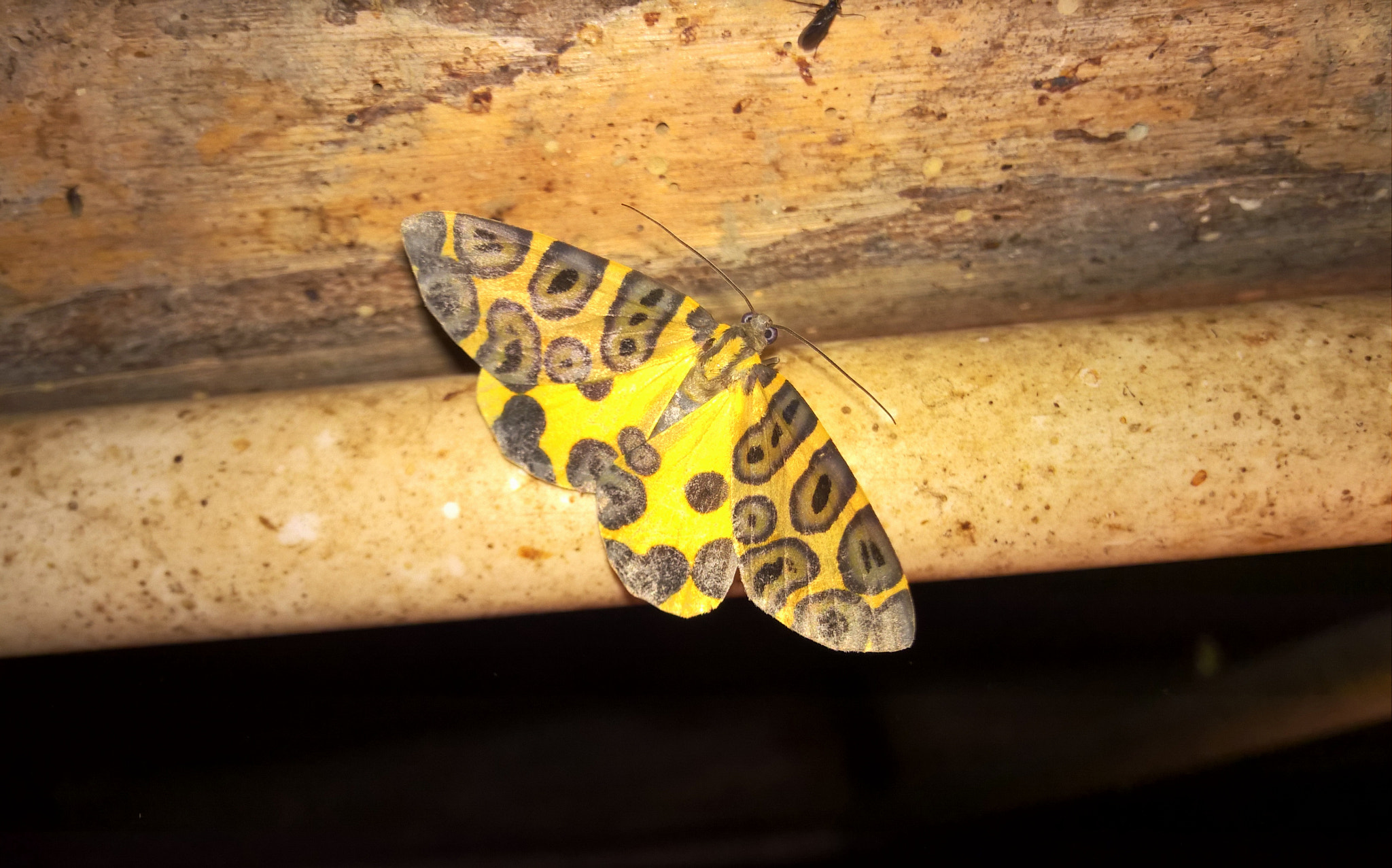 Nokia Lumia 929 sample photo. Mariposa photography