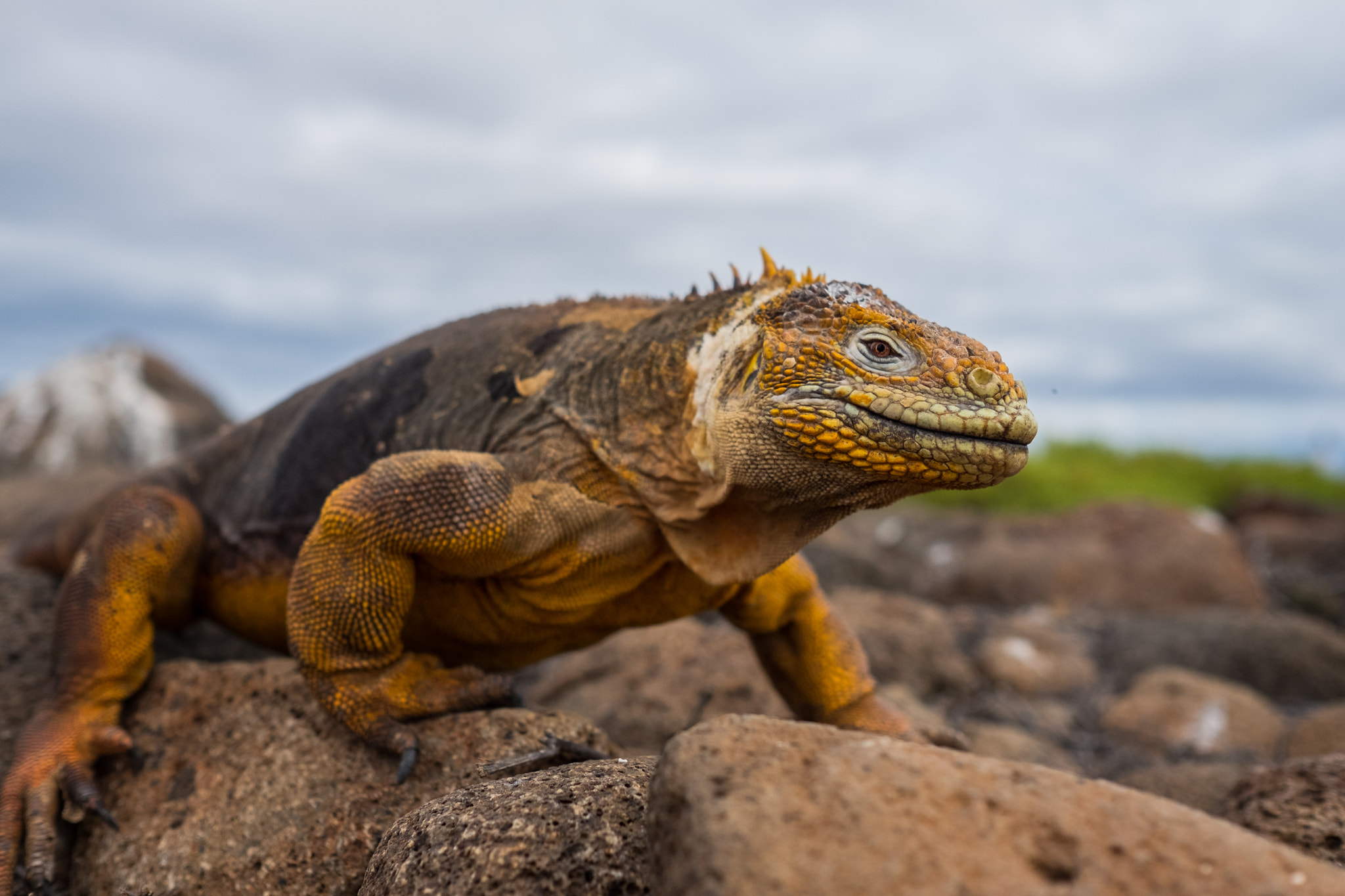 Fujifilm X-T10 + Fujifilm XF 23mm F1.4 R sample photo. Iguana on galapagos island photography