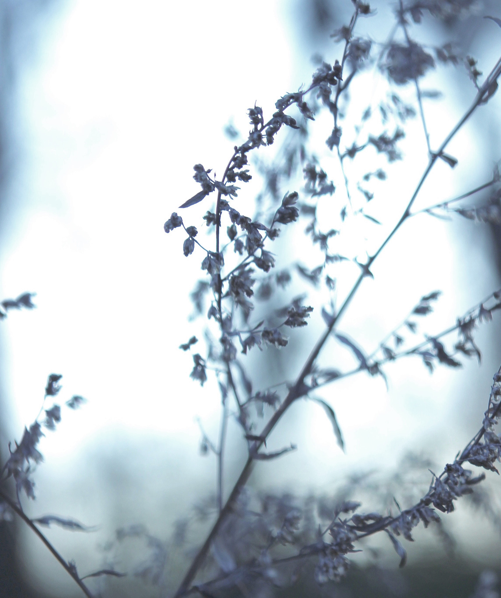 Canon EOS 600D (Rebel EOS T3i / EOS Kiss X5) sample photo. Beautiful winter photography