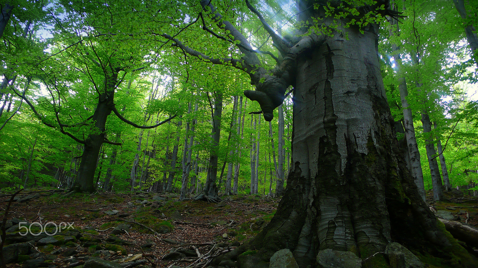 Panasonic DMC-LX2 sample photo. In the woods (huttenbusch) photography