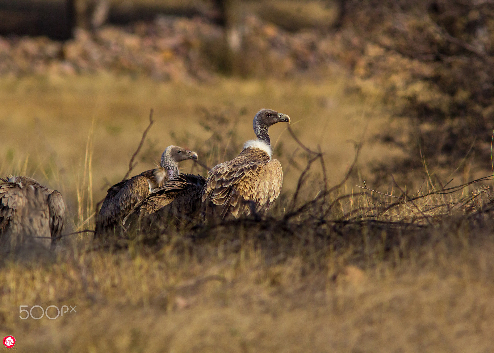 Canon EF 300mm F4L IS USM sample photo. For being a curmudgeon photography