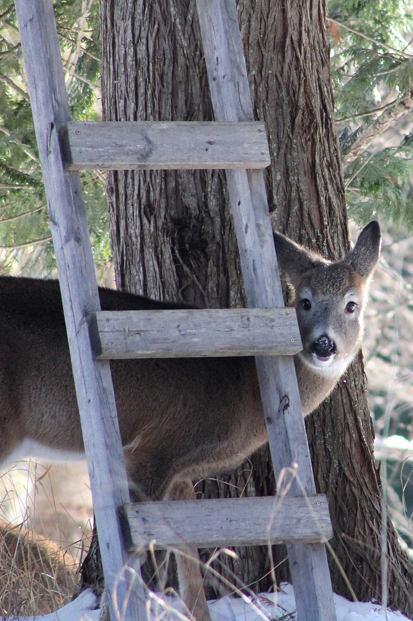 Canon EF 75-300mm f/4-5.6 USM sample photo. Single deer photography