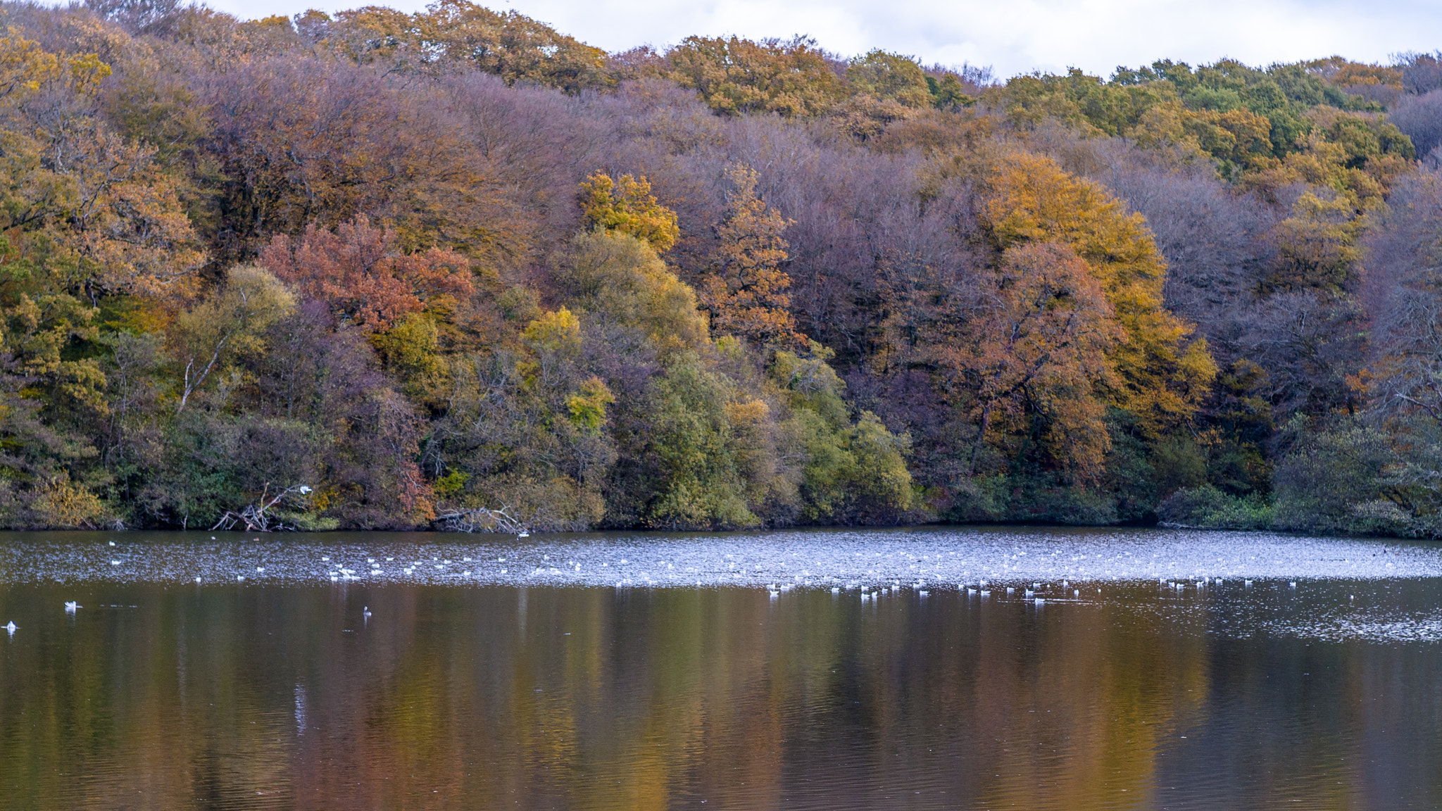 Nikon D200 + Sigma 85mm F1.4 EX DG HSM sample photo. Nature automnale photography