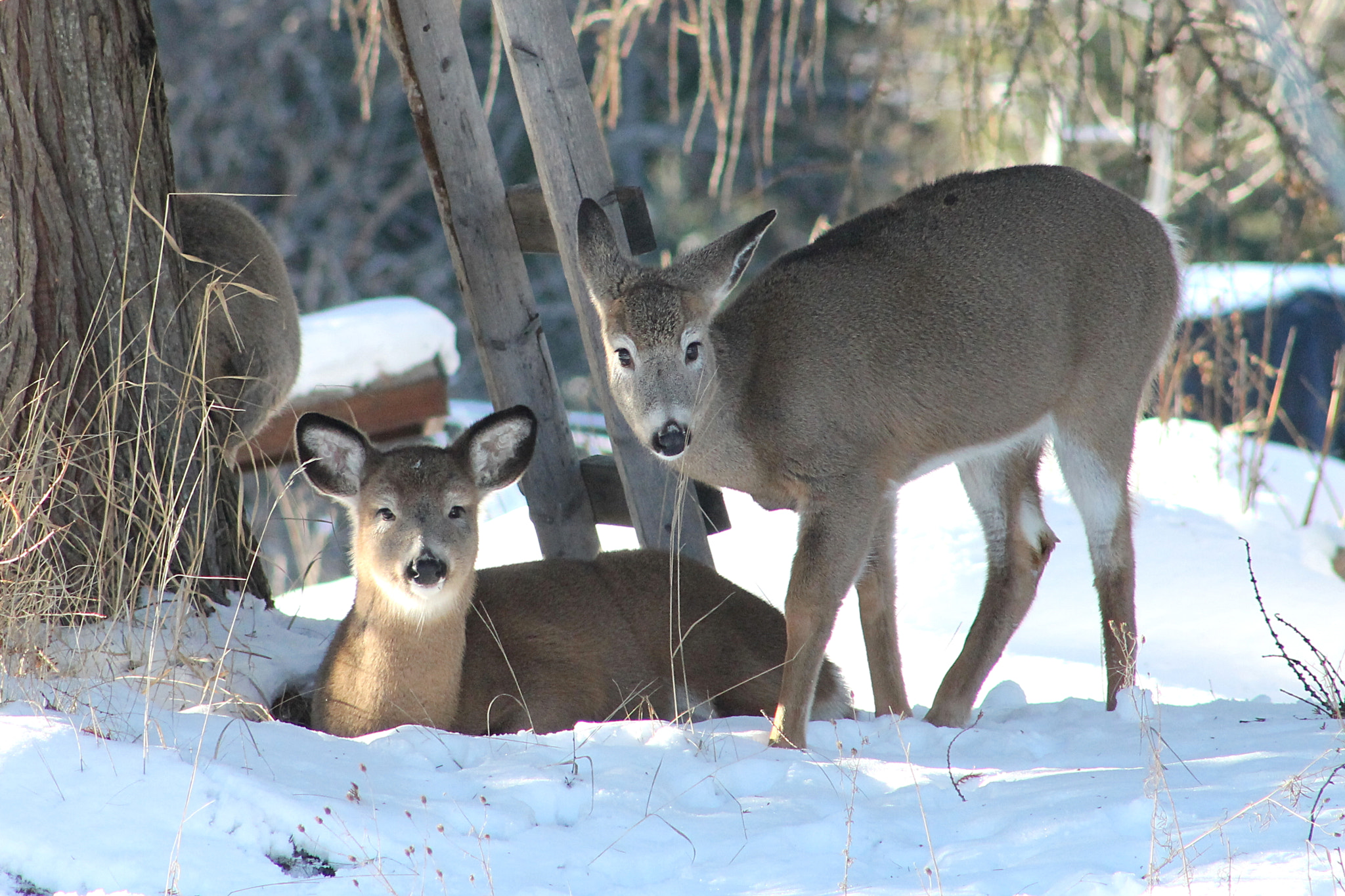 Canon EF 75-300mm f/4-5.6 USM sample photo. Deer duo photography