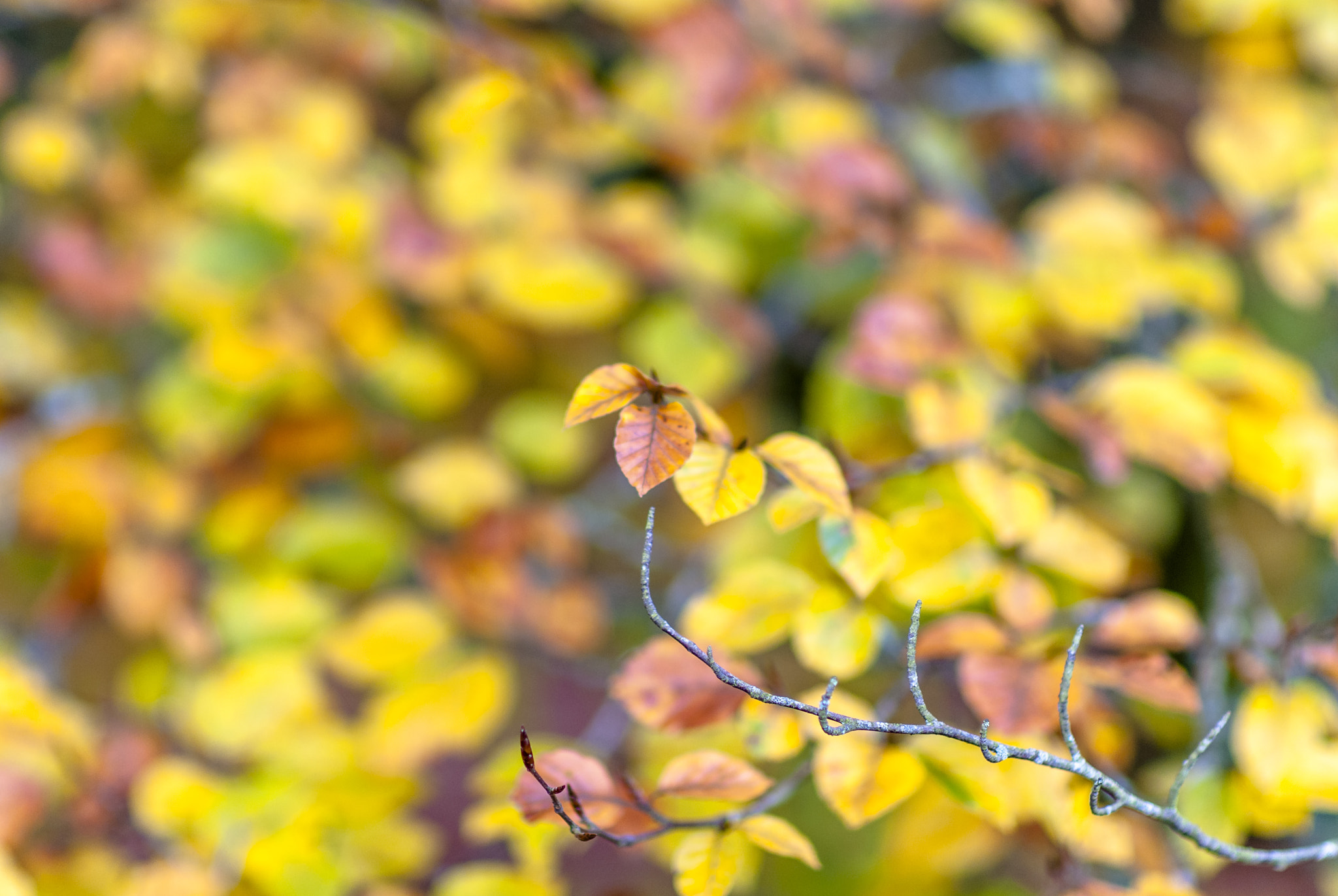 Nikon D200 + Sigma 85mm F1.4 EX DG HSM sample photo. Nature automnale photography