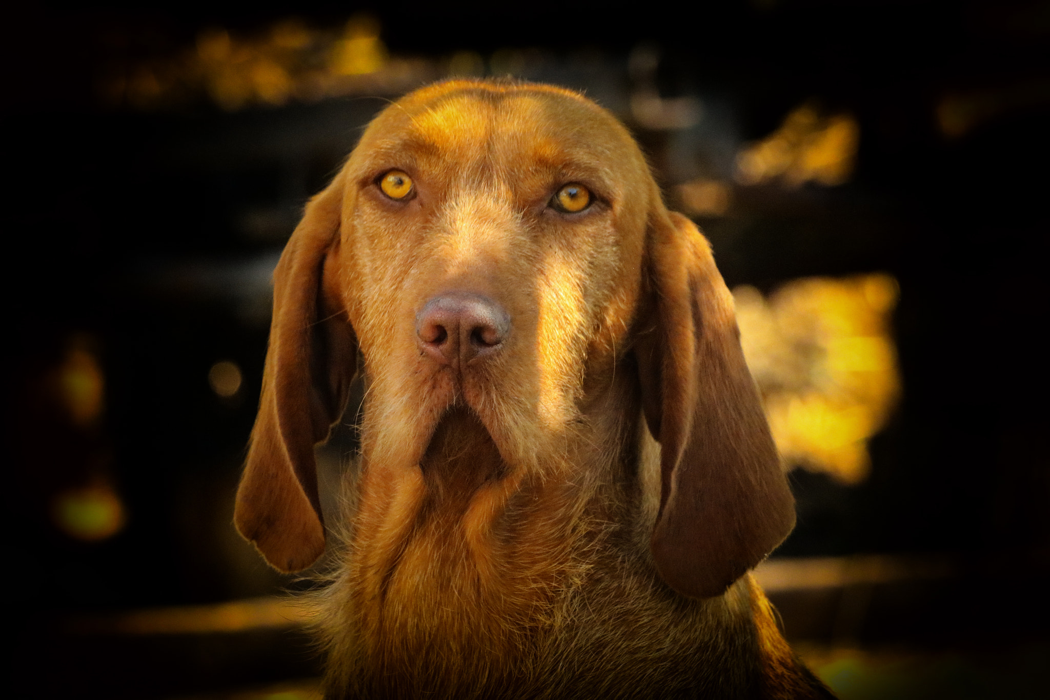 Canon EF 70-300mm F4-5.6 IS USM sample photo. Hungarian vizsla photography