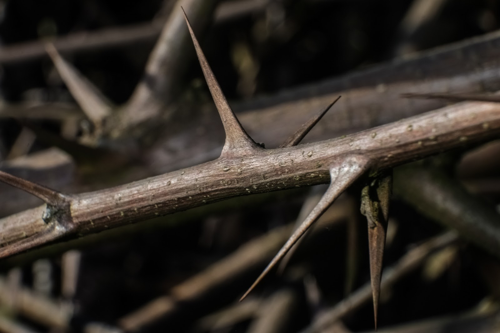 Fujifilm X-E1 + Fujifilm XC 50-230mm F4.5-6.7 OIS sample photo. Andrzej breitmeier photography