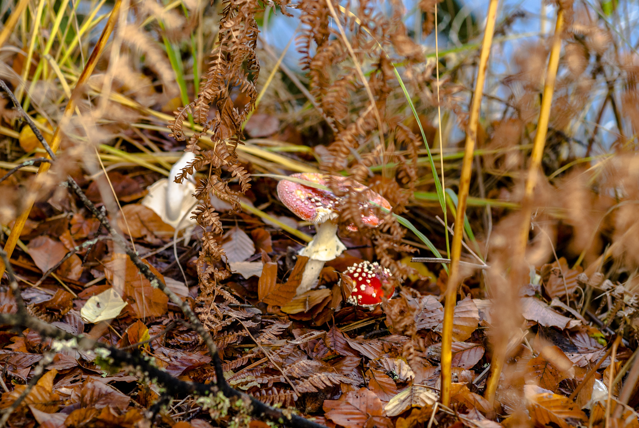 Nikon D200 + Sigma 85mm F1.4 EX DG HSM sample photo. Nature automnale photography