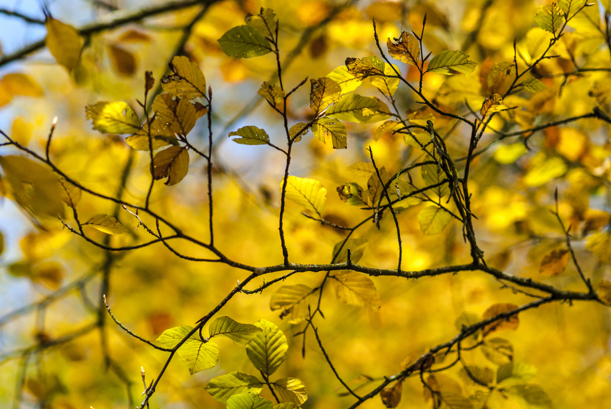Nikon D200 + Sigma 85mm F1.4 EX DG HSM sample photo. Nature automnale photography