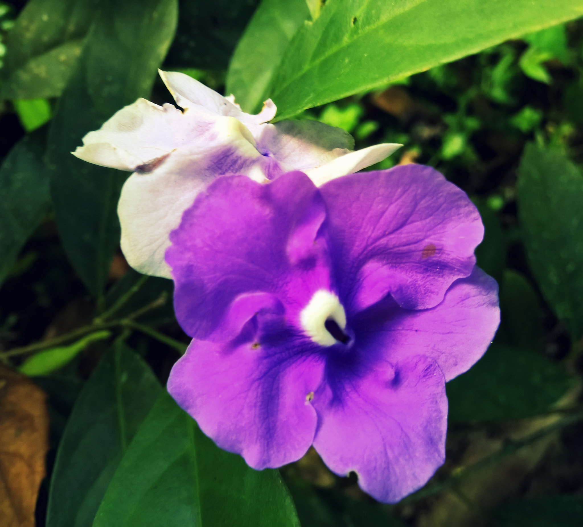 Nokia Lumia 929 sample photo. Violet flower photography