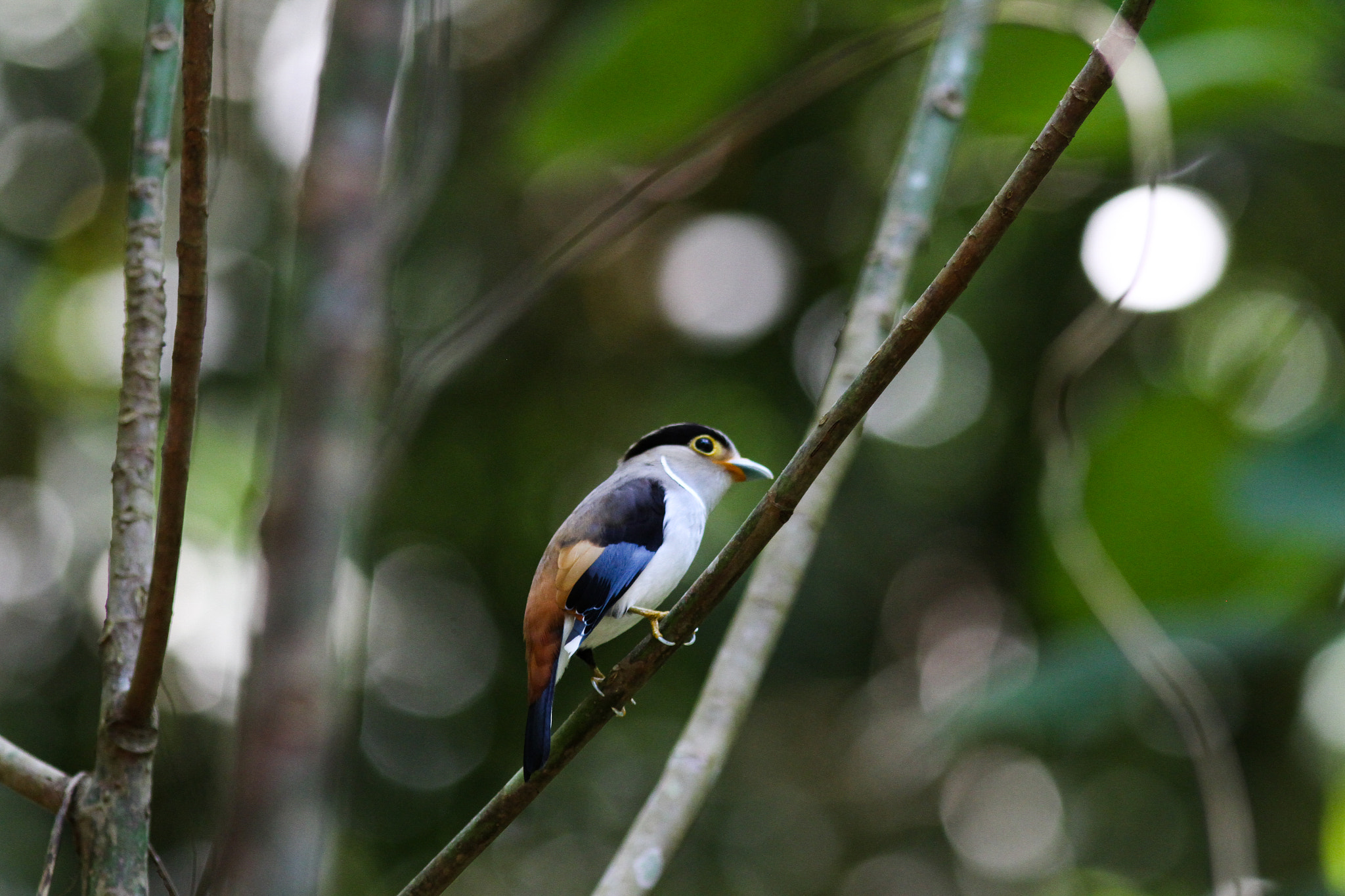 Canon EOS 7D + Canon EF 300mm F4L IS USM sample photo. Broadbill photography