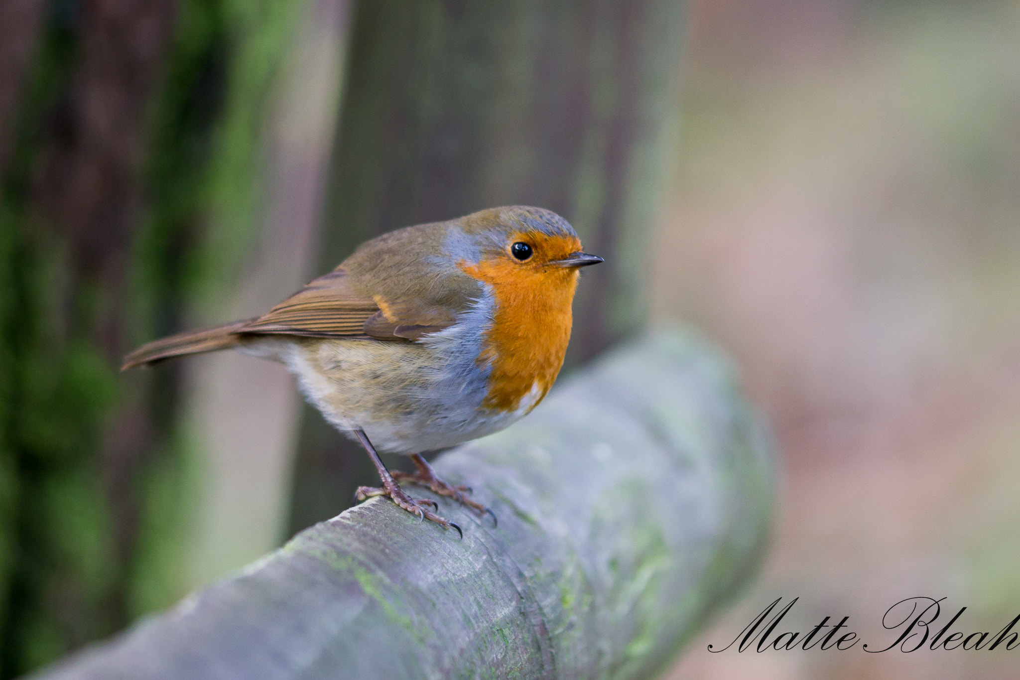 Sigma 105mm F2.8 EX DG OS HSM sample photo. My little irish fella photography