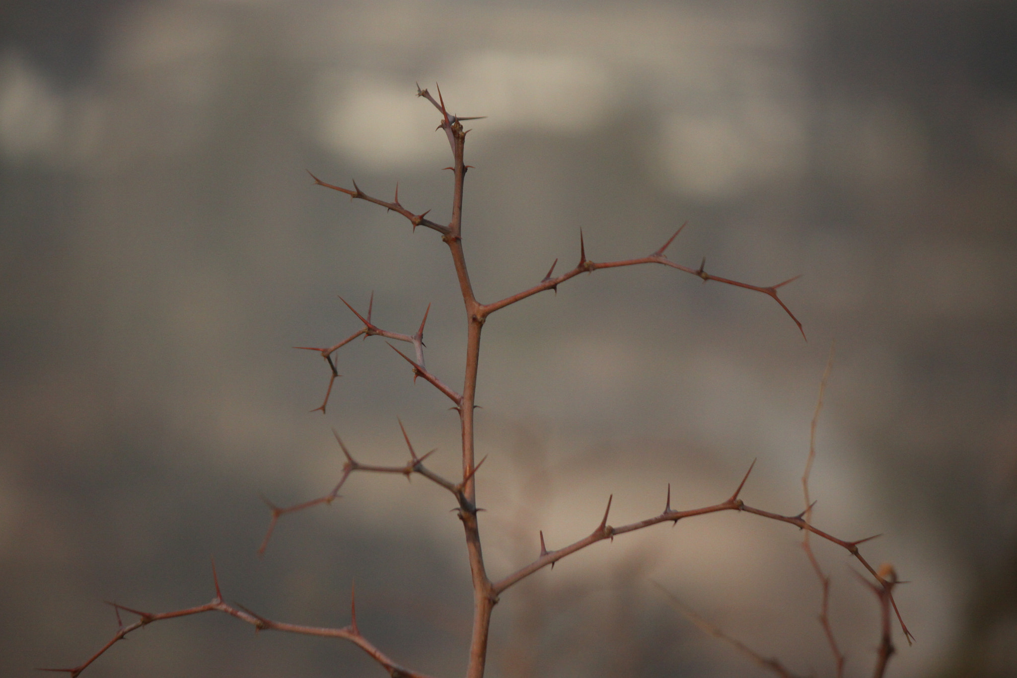 Canon EF-S 55-250mm F4-5.6 IS II sample photo. 坚韧 photography