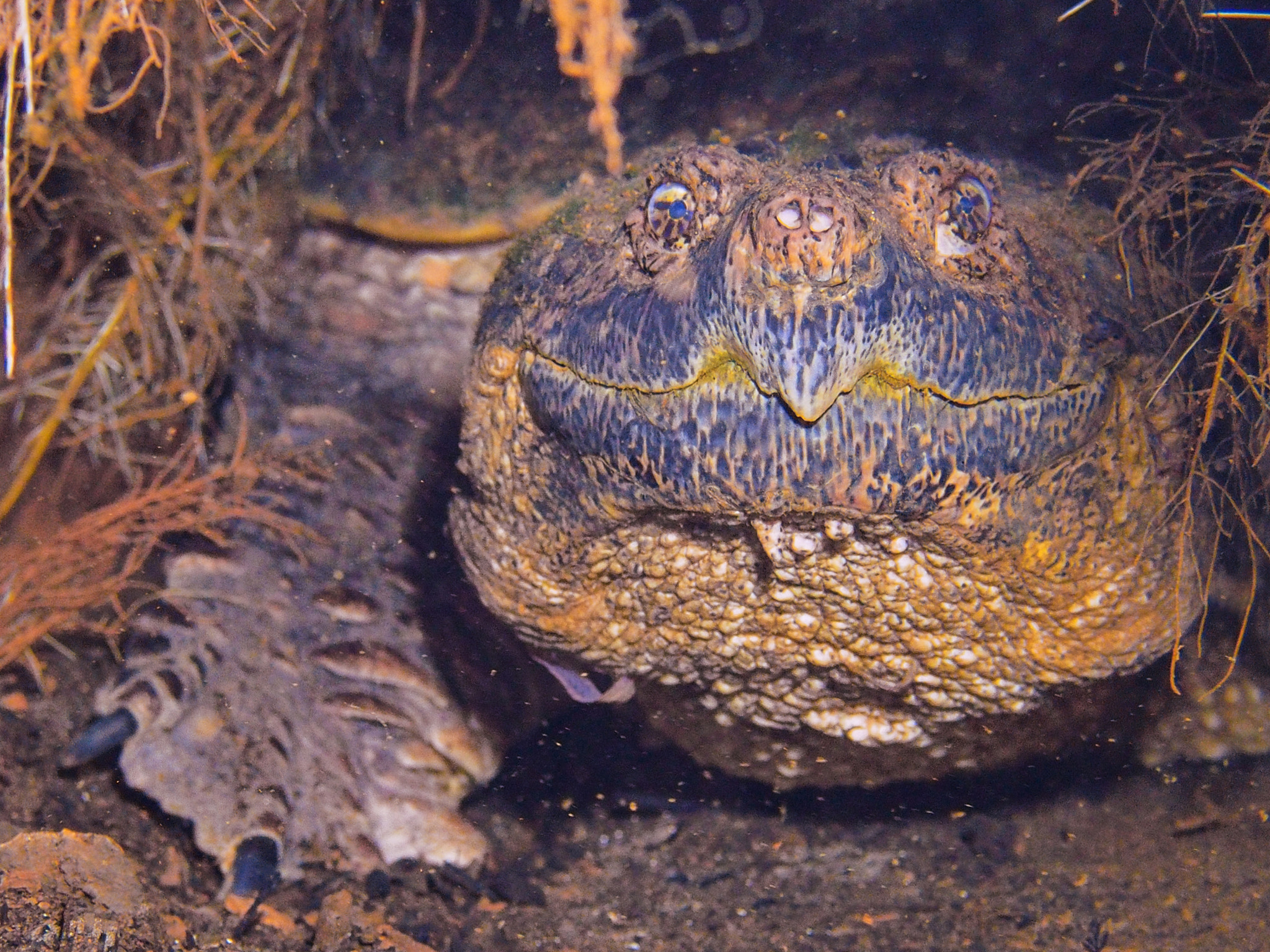 Olympus M.Zuiko Digital 14-42mm F3.5-5.6 II R sample photo. "i'm ready for my close-up" in manatee springs photography