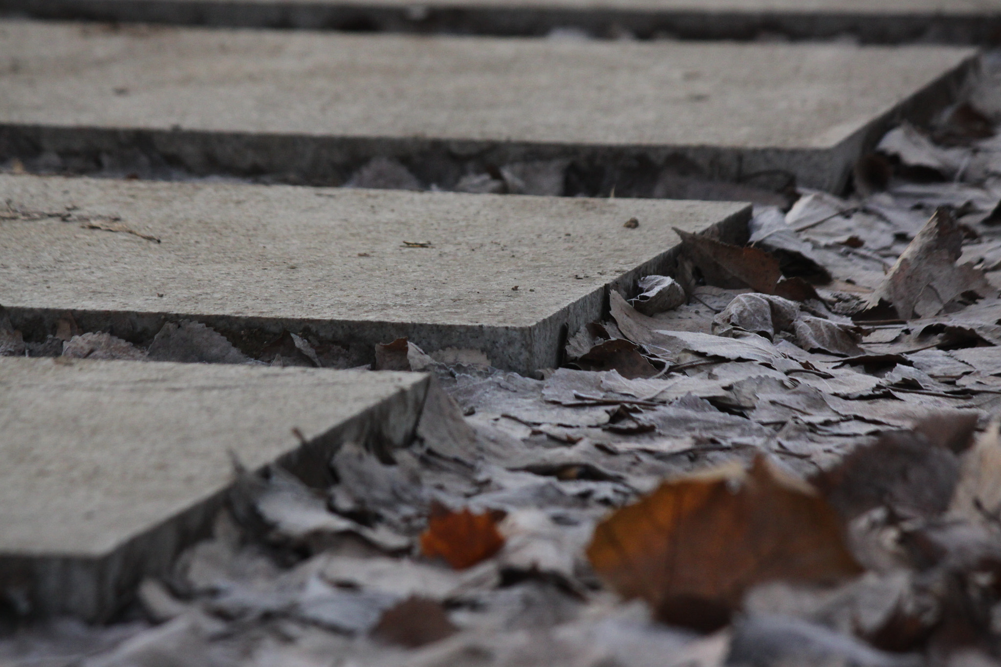 Canon EF-S 55-250mm F4-5.6 IS II sample photo