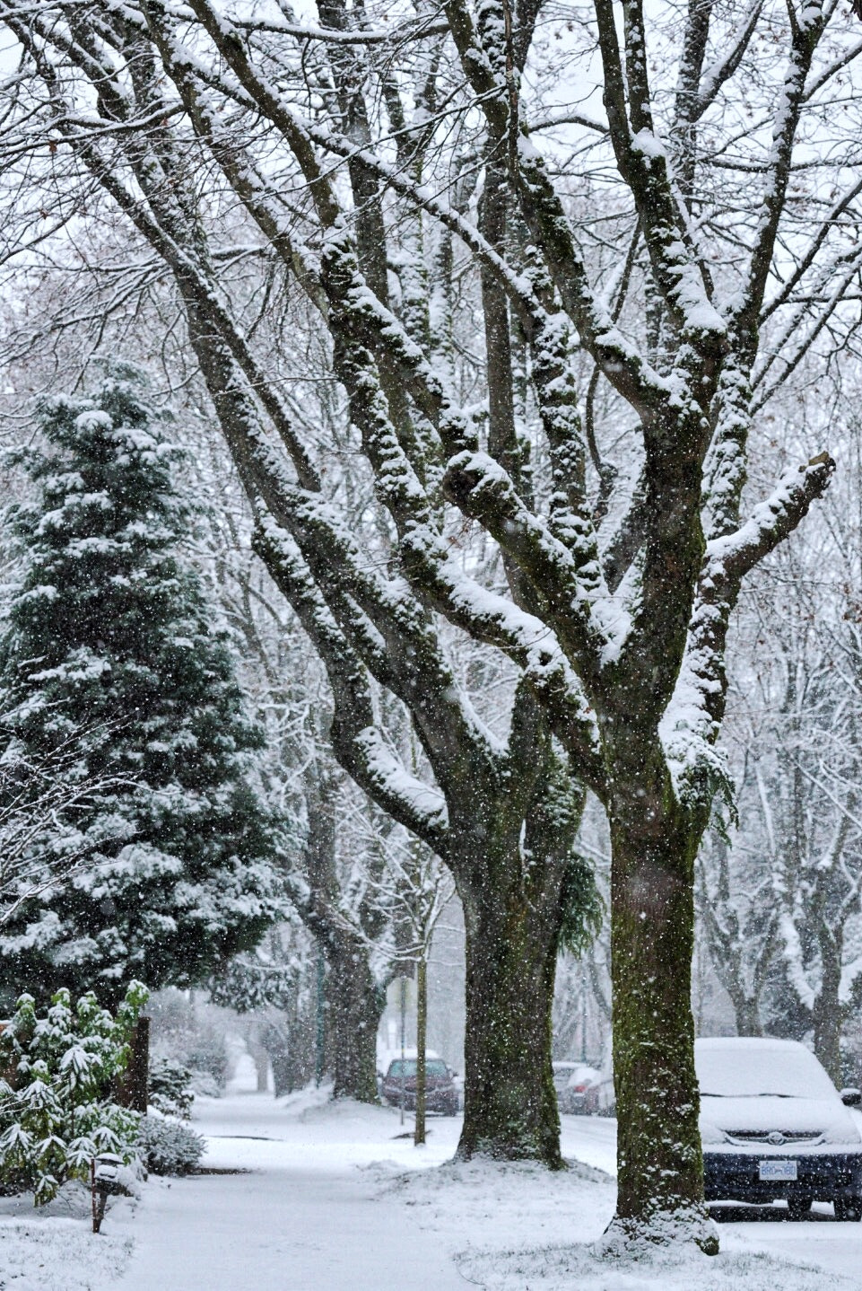 Sony a7R II + Sony FE 70-200mm F4 G OSS sample photo. Snowing now！ photography