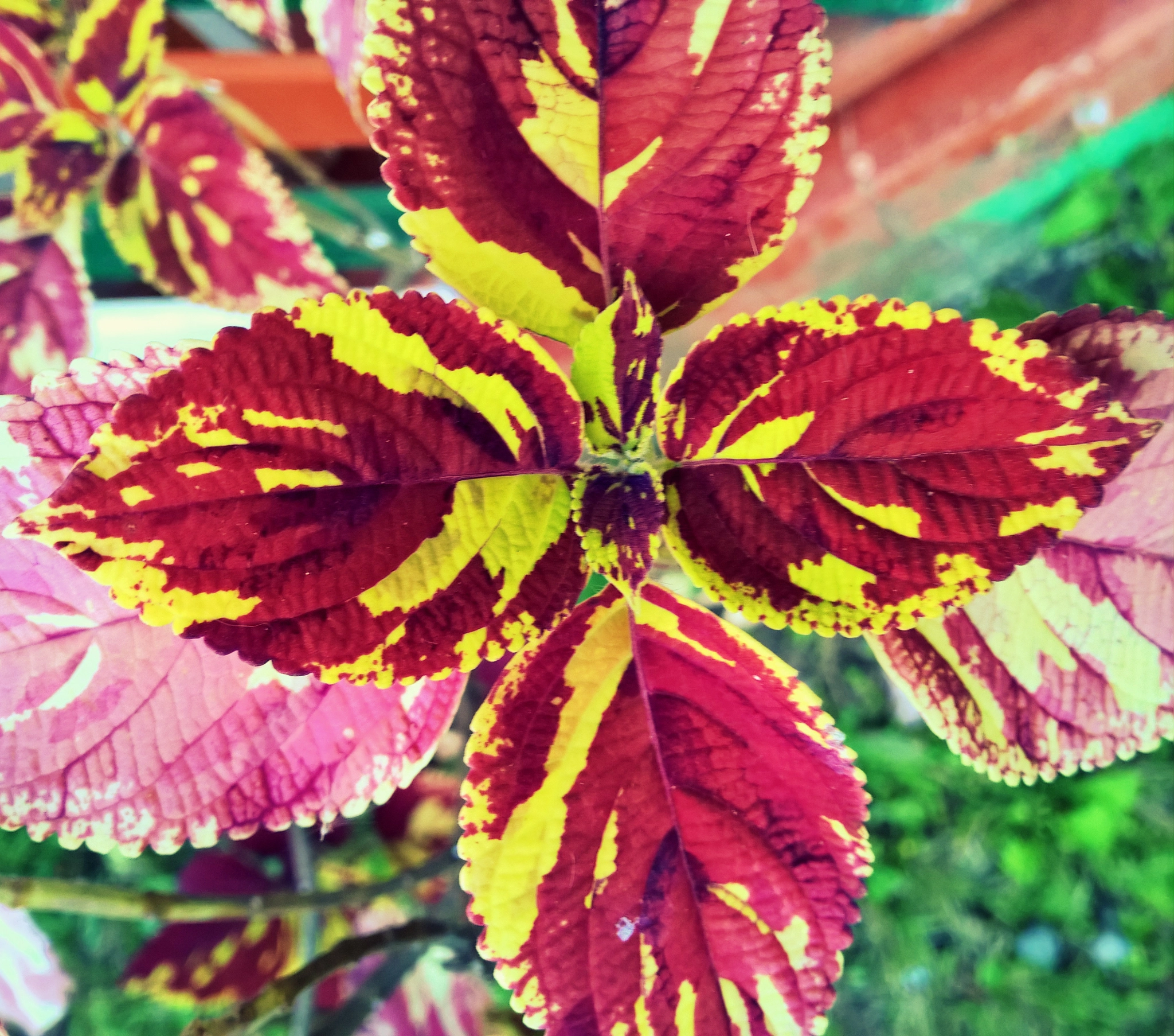 Nokia Lumia 929 sample photo. Plant :) photography