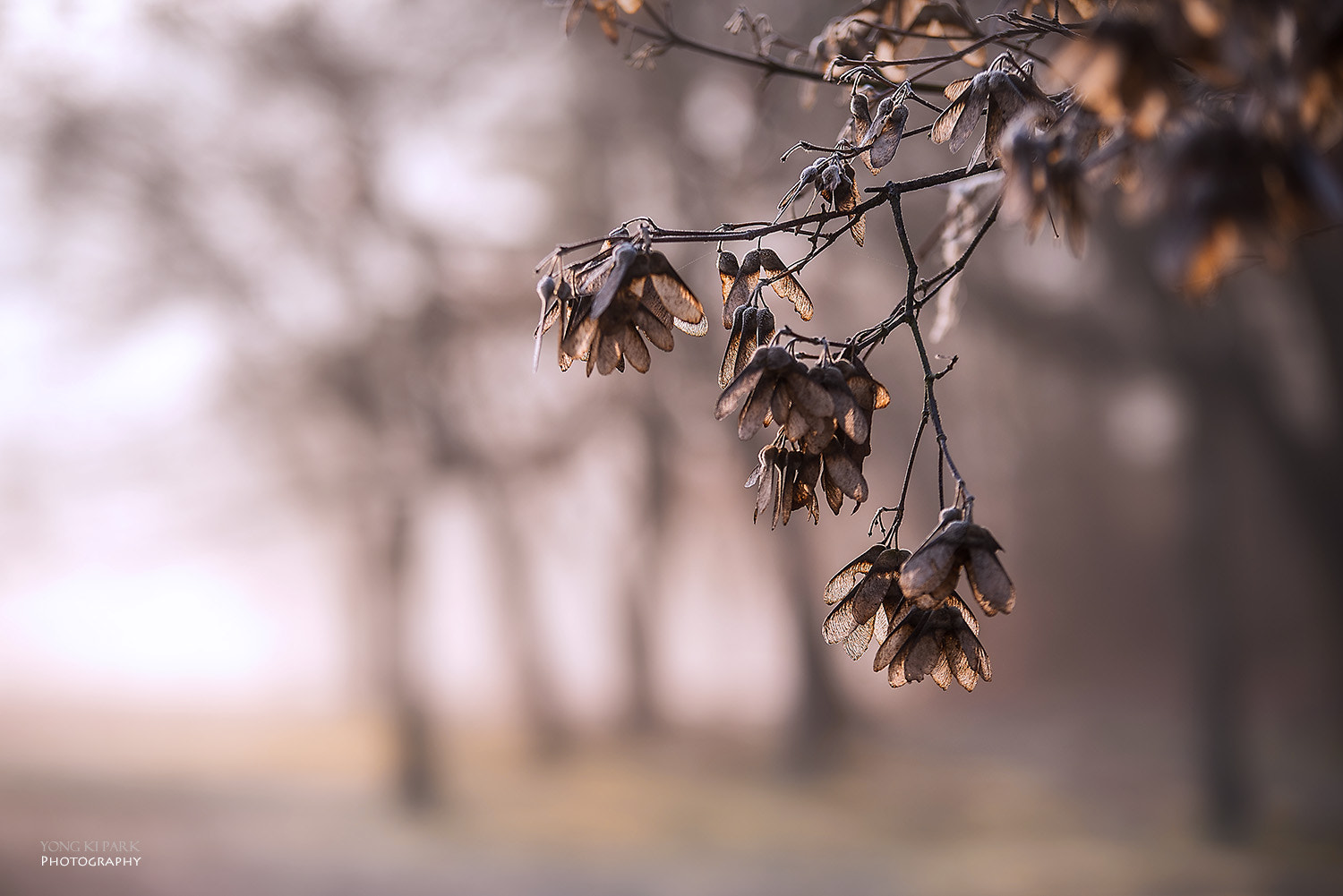Pentax K-1 sample photo. Autumn feelings left in the winter morning photography