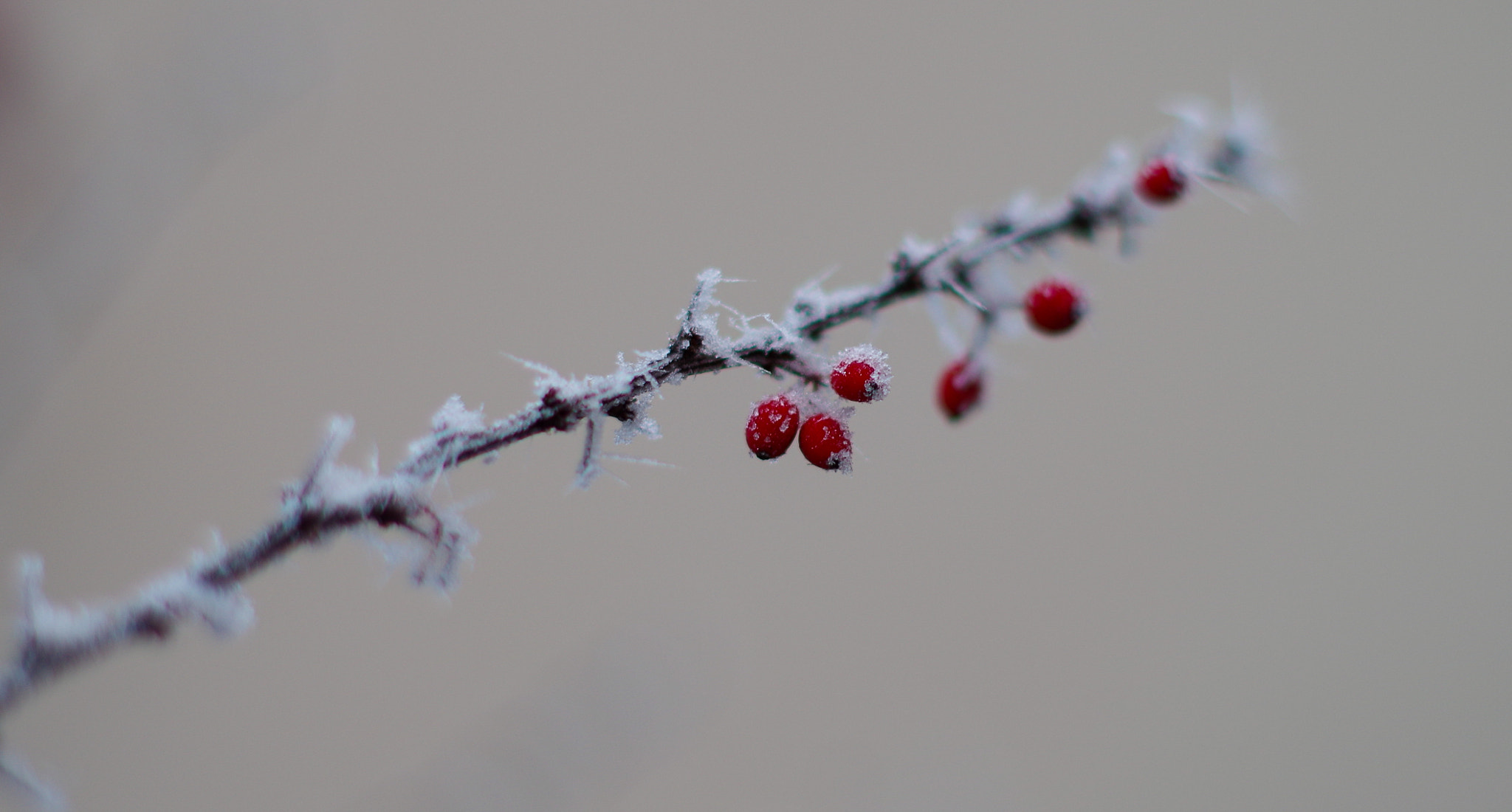 Pentax K-30 sample photo. Ice crystals photography