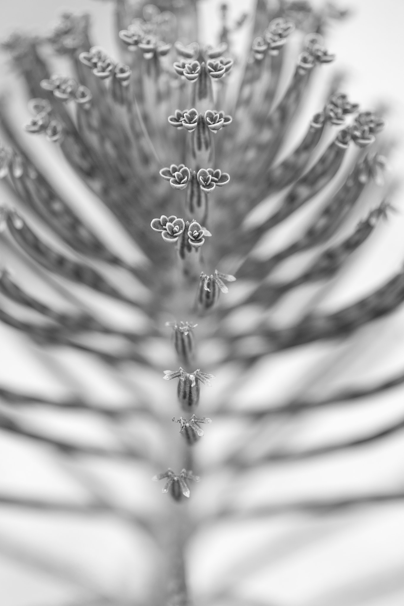 Sigma 105mm F2.8 EX DG Macro sample photo