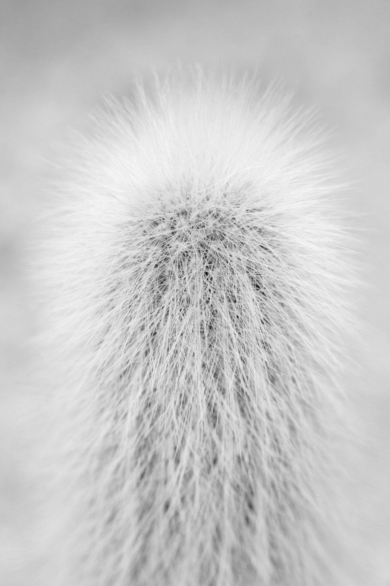 Sigma 105mm F2.8 EX DG Macro sample photo. Cactus photography