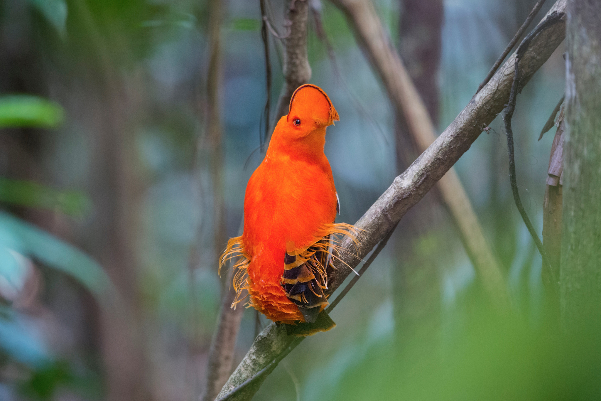 Nikon D4S + Nikon AF-S Nikkor 800mm F5.6E FL ED VR sample photo. 圭亚那动冠伞鸟 guianan cock-of-the-rock photography