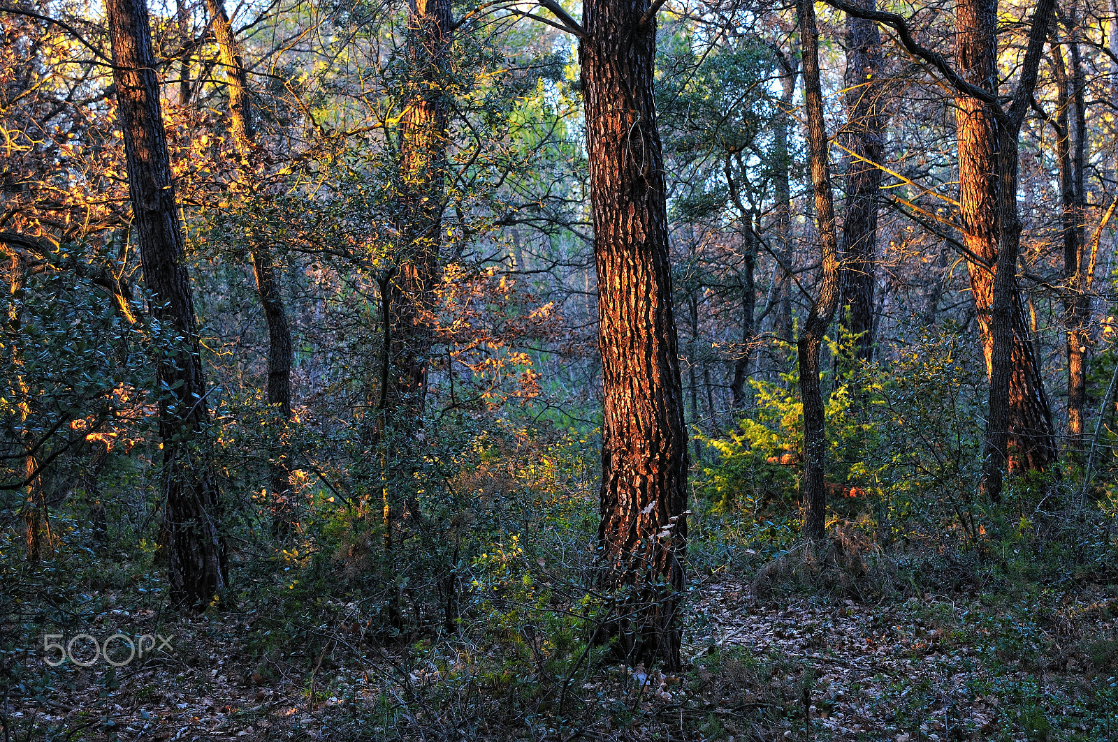 Nikon D300 sample photo. Forêt provençale photography
