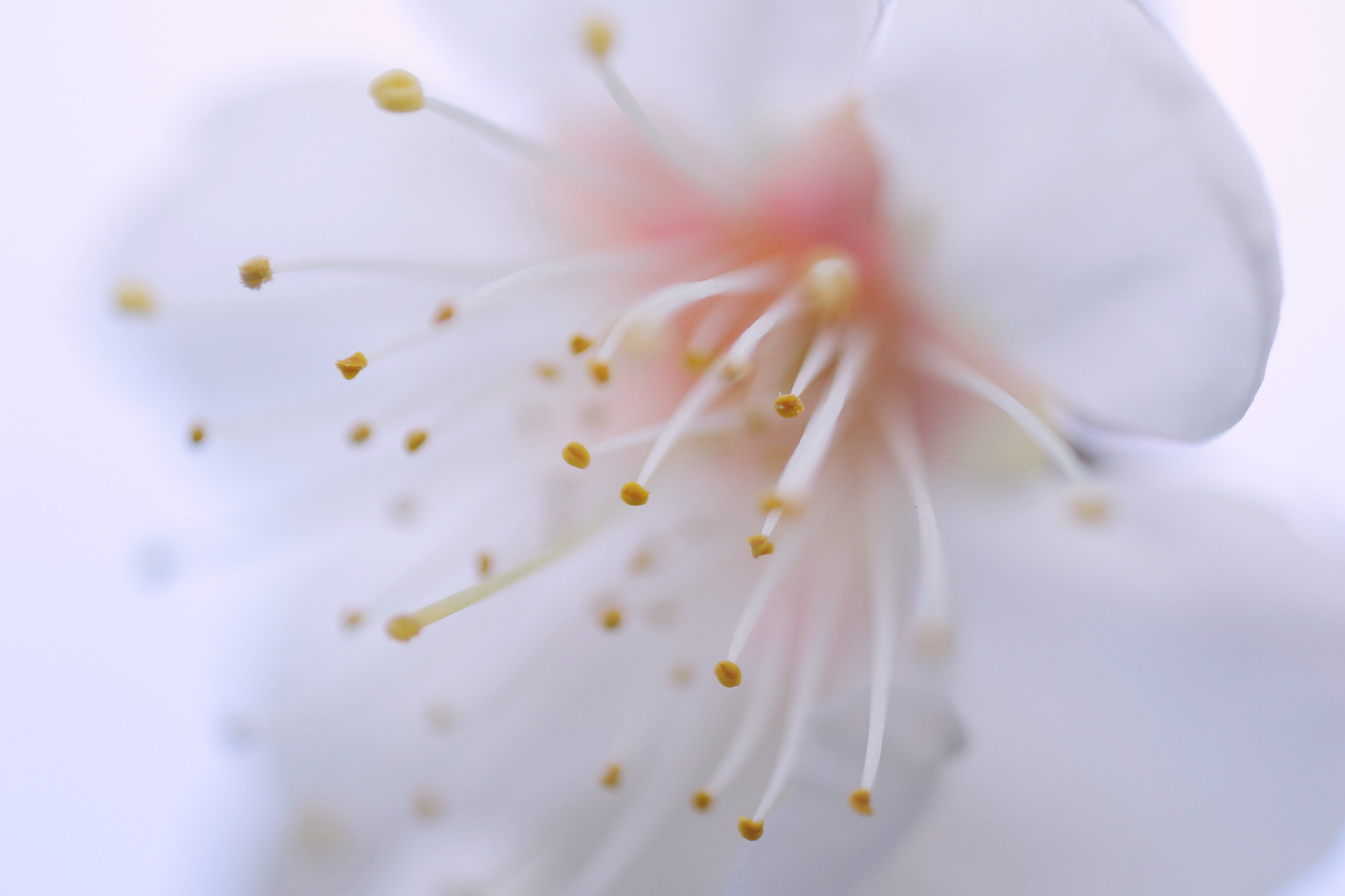 Canon MP-E 65mm F2.5 1-5x Macro Photo sample photo. Japanese plum photography