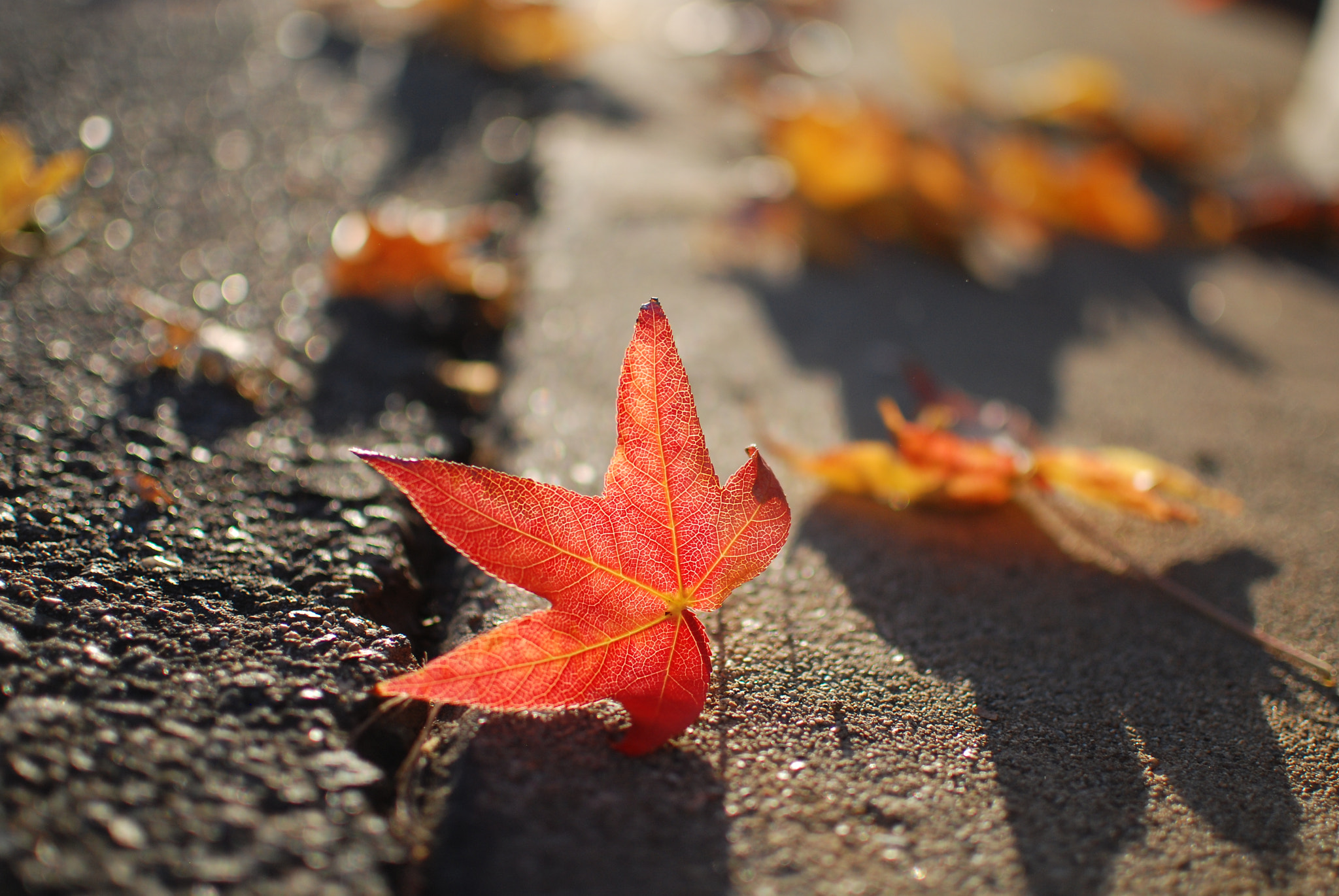 Nikon D80 + Nikon AF-S DX Nikkor 35mm F1.8G sample photo. Maple leaf photography