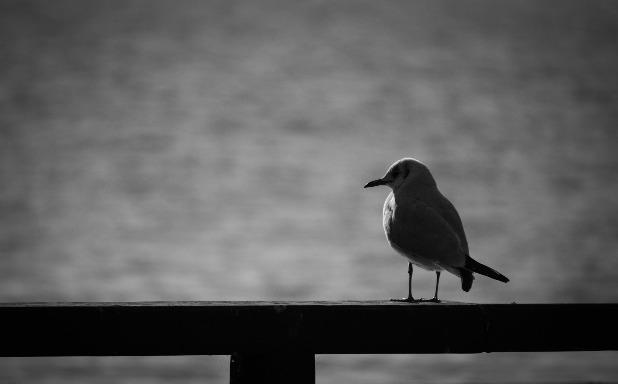 Canon EF-S 55-250mm F4-5.6 IS sample photo. The seagull and the infinity photography