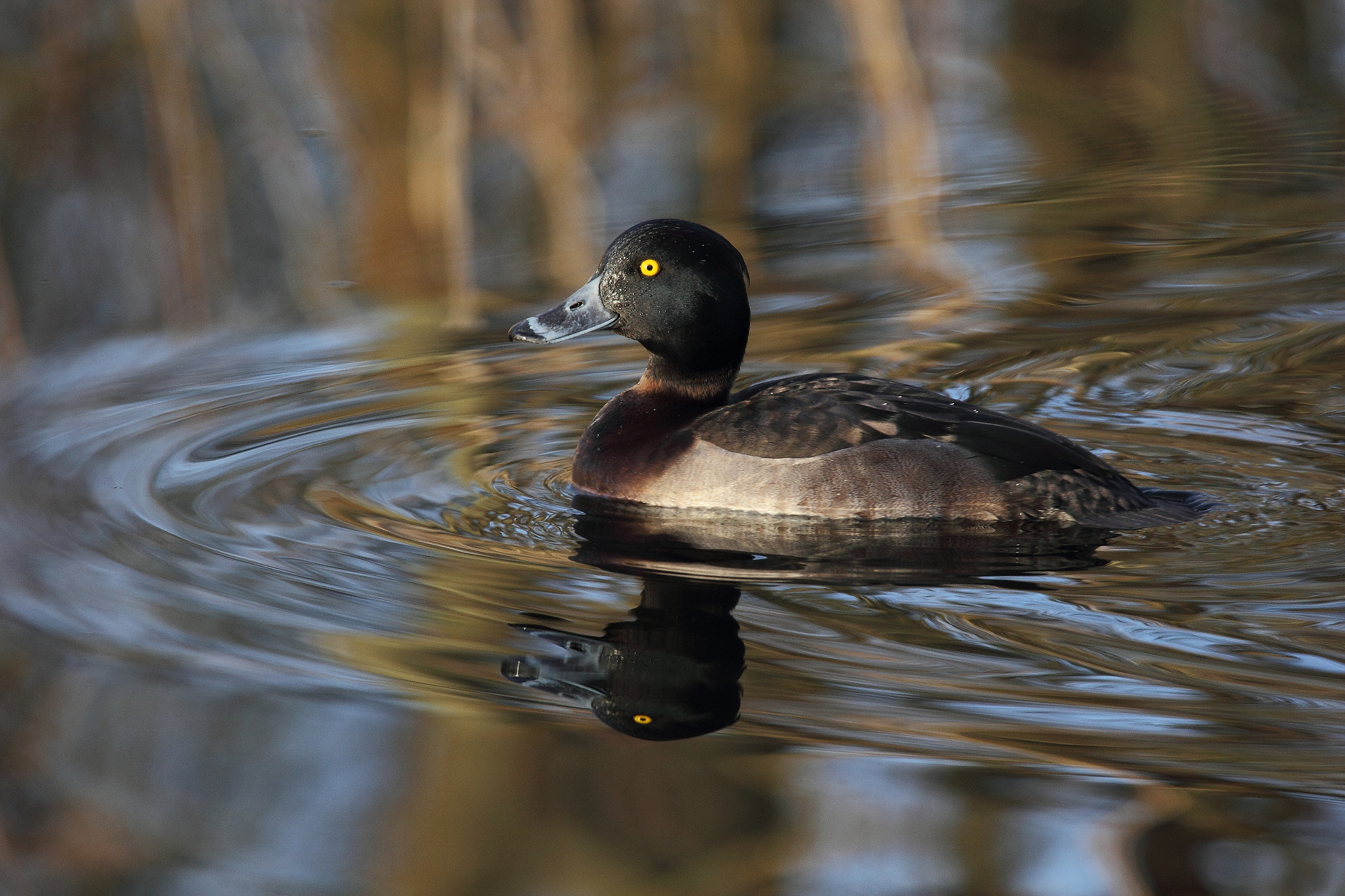 Tamron SP 150-600mm F5-6.3 Di VC USD sample photo. Kuifeend photography