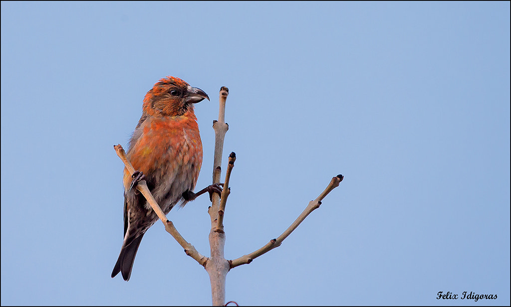 Canon EOS-1D X + Canon EF 500mm F4L IS USM sample photo. Piquituerto () photography