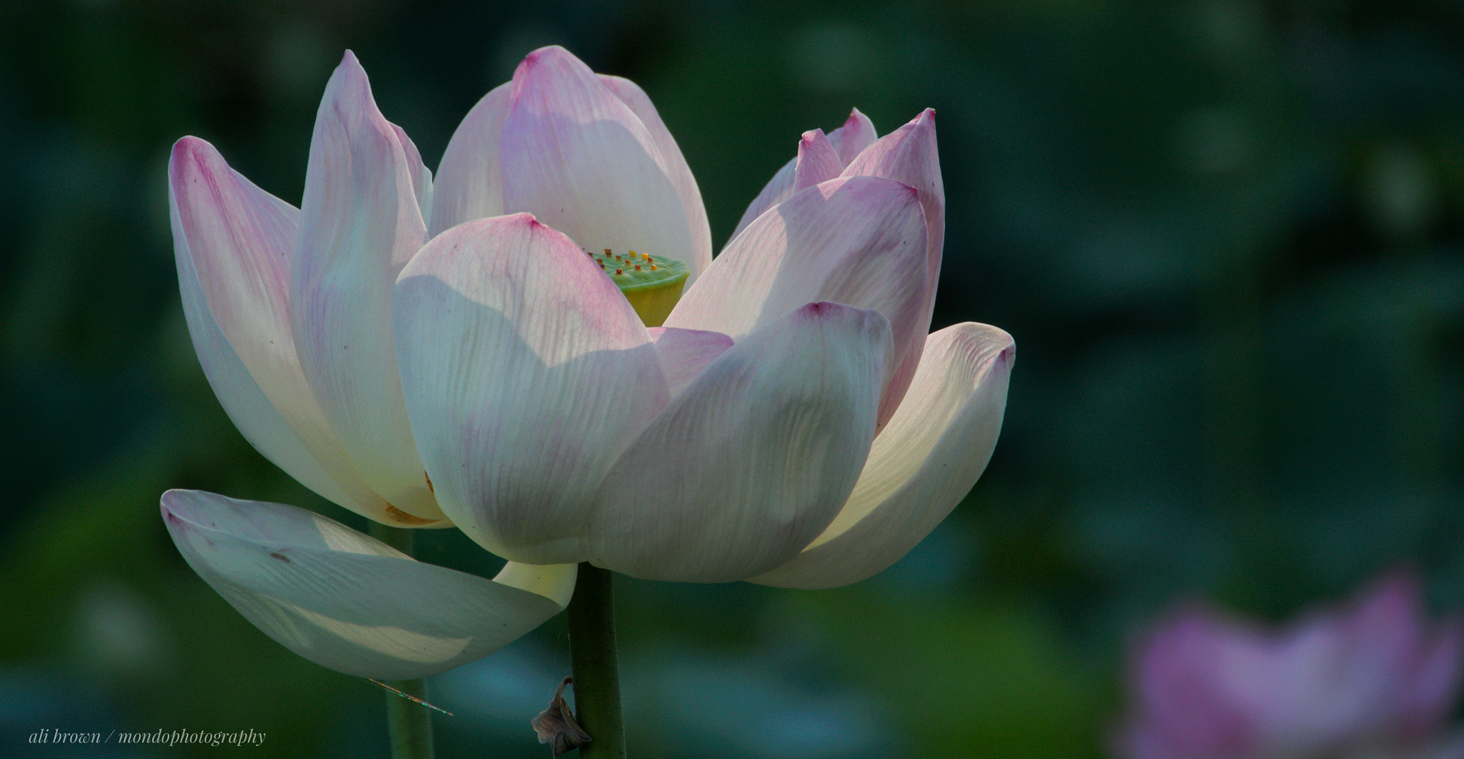 Olympus OM-D E-M5 sample photo. Joy...ess ! photography