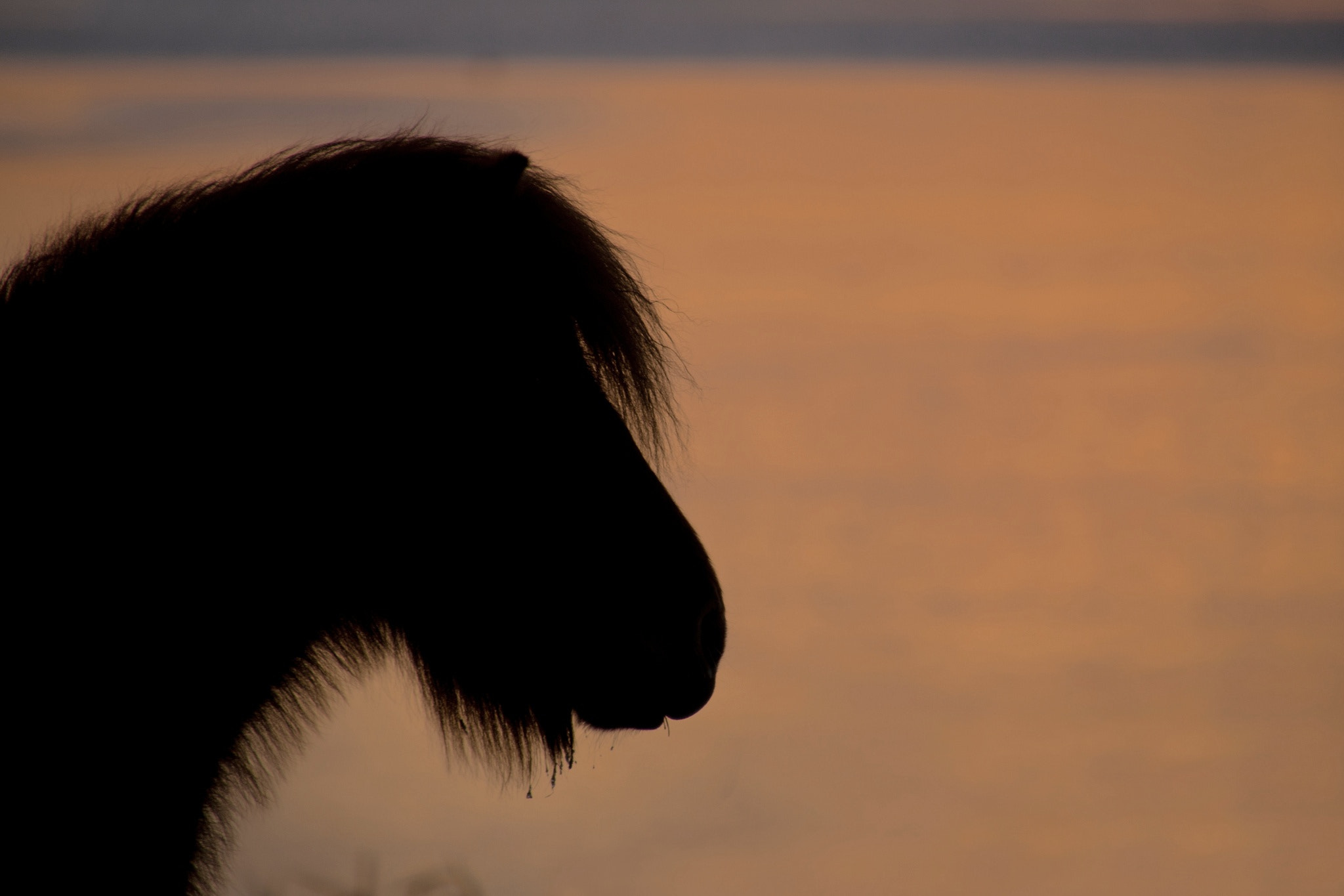 Tamron 16-300mm F3.5-6.3 Di II VC PZD Macro sample photo. Sunset horse photography