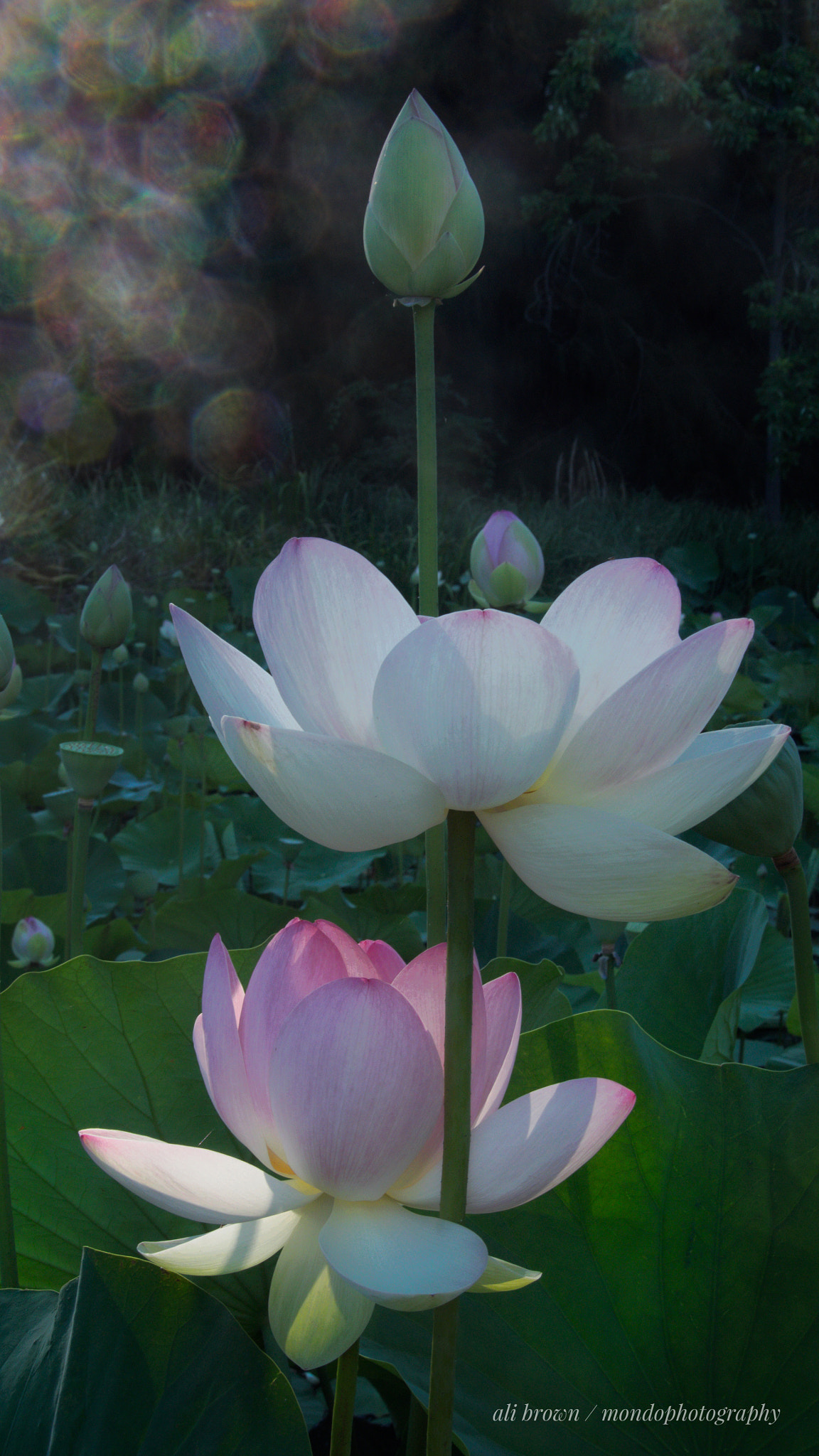 Olympus OM-D E-M5 sample photo. Kissed by sun drops photography