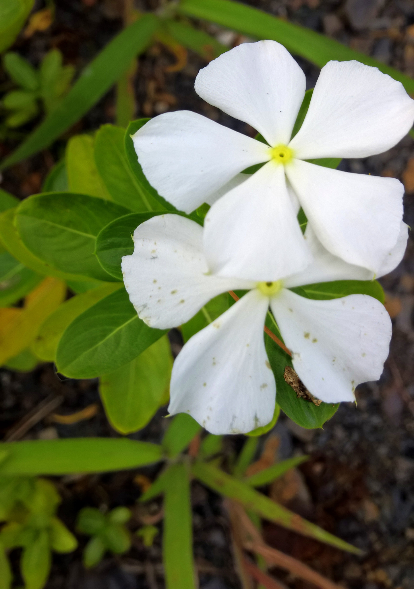 Nokia Lumia 929 sample photo. White flowers photography